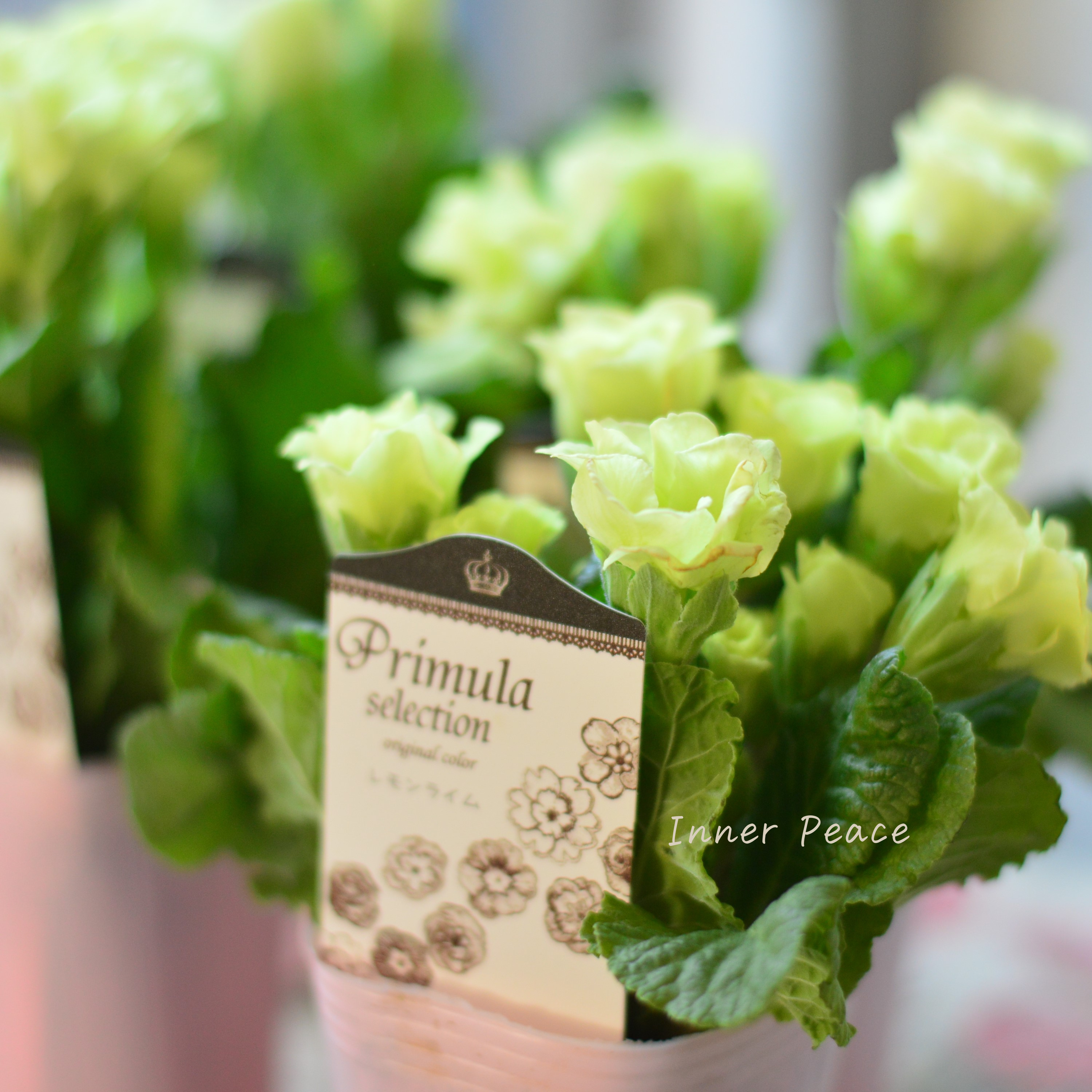 【k-plantsさん】 バラ咲き プリムラ 『レモンライム』 2.5寸ロングPOT