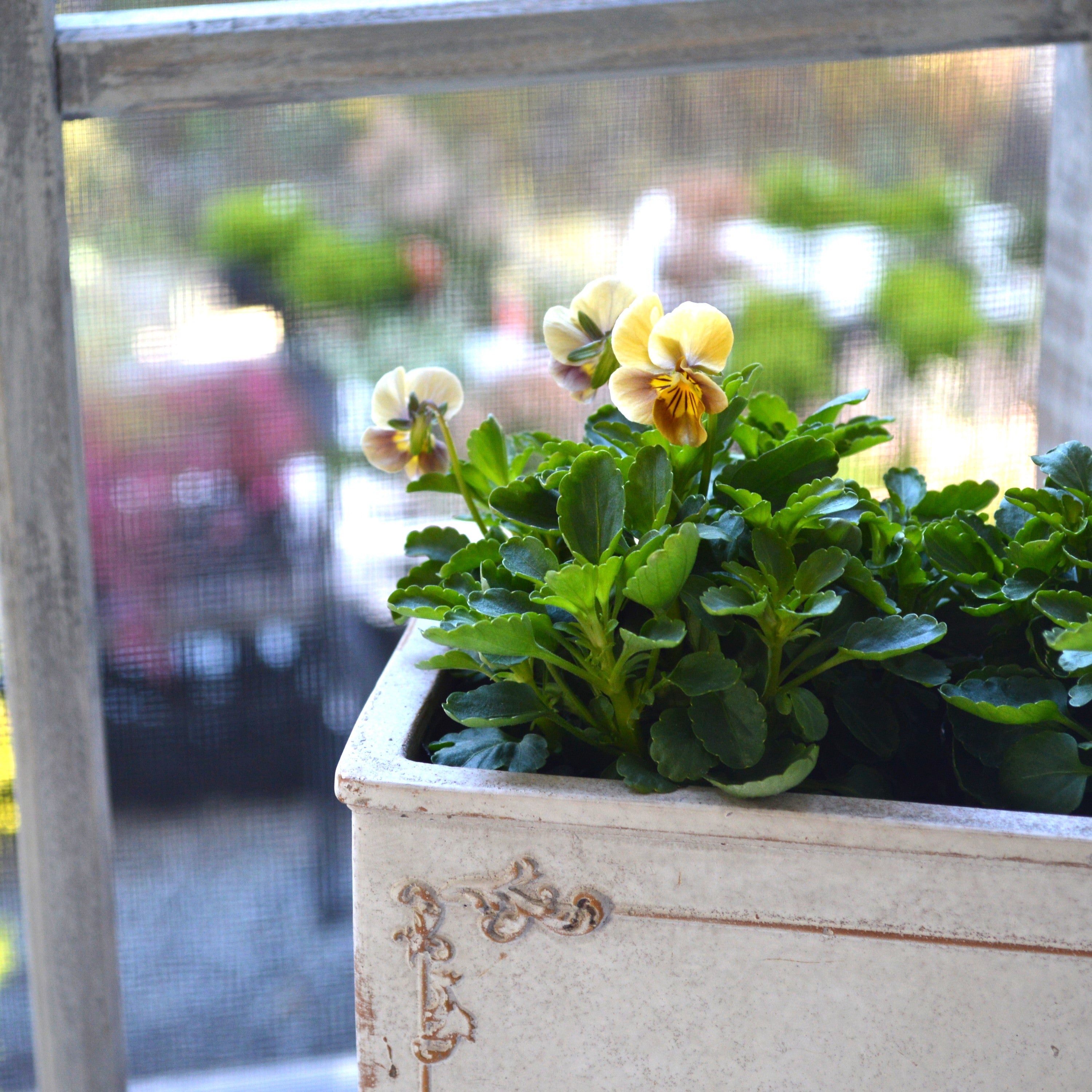 【tef*tef*さんオリジナルビオラ】 フロモカベージュ 3.5寸POT