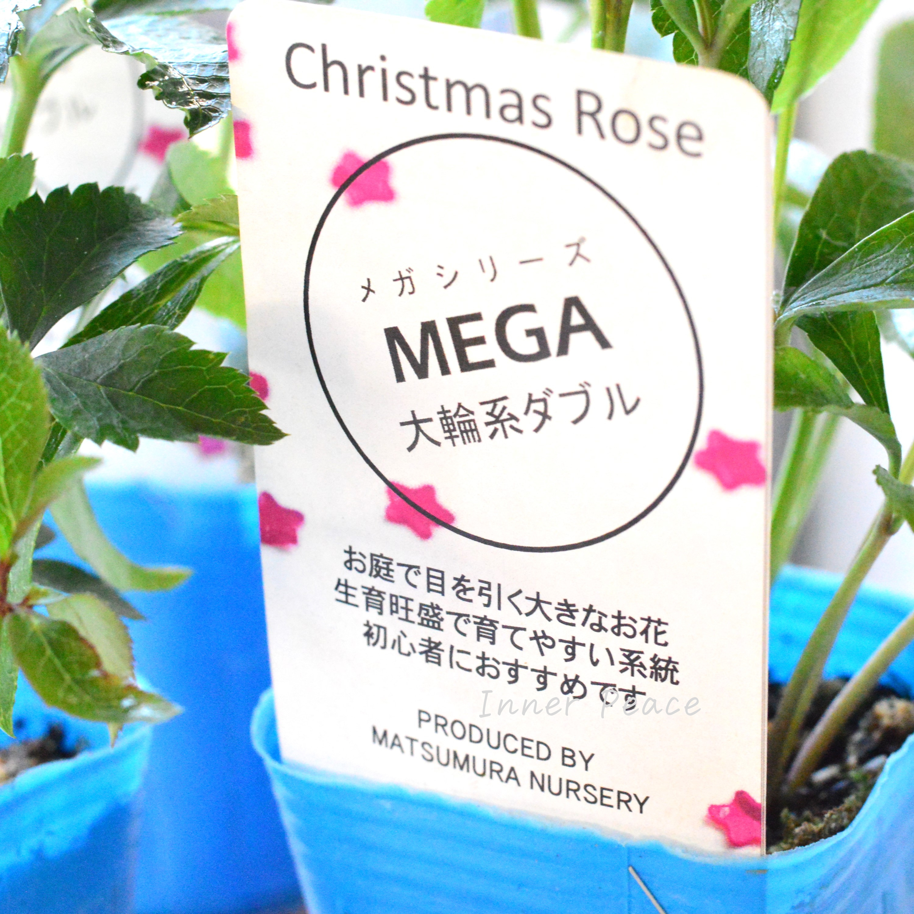 【大輪】 松村ナーセリーさんのクリスマスローズ 『メガ』 3寸POT