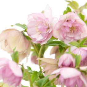 【大輪】 松村ナーセリーさんのクリスマスローズ 『メガ』 3寸POT