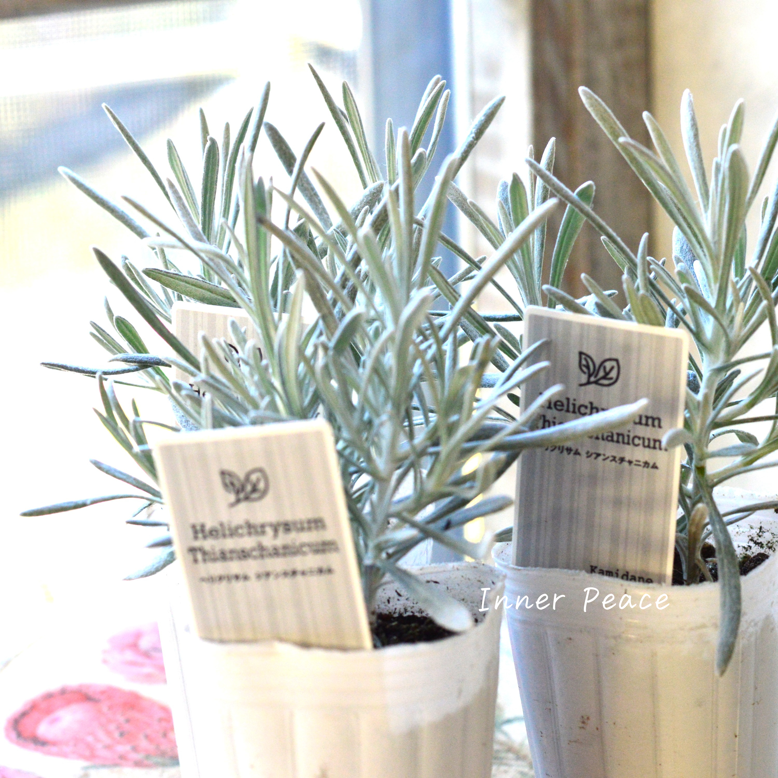 【寄せ植えに】 ヘリクリサム 『シアンスチャニカム』 3寸POT