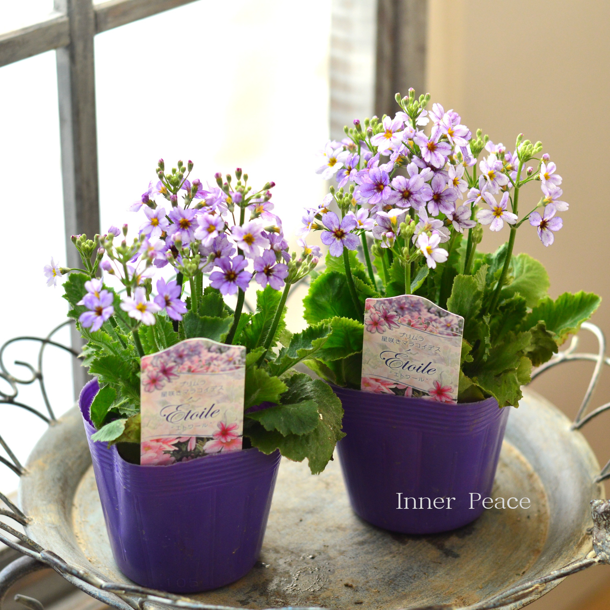 【星咲き】 プリムラ マラコイデス 『エトワール・薄パープル系』 3.5寸POT