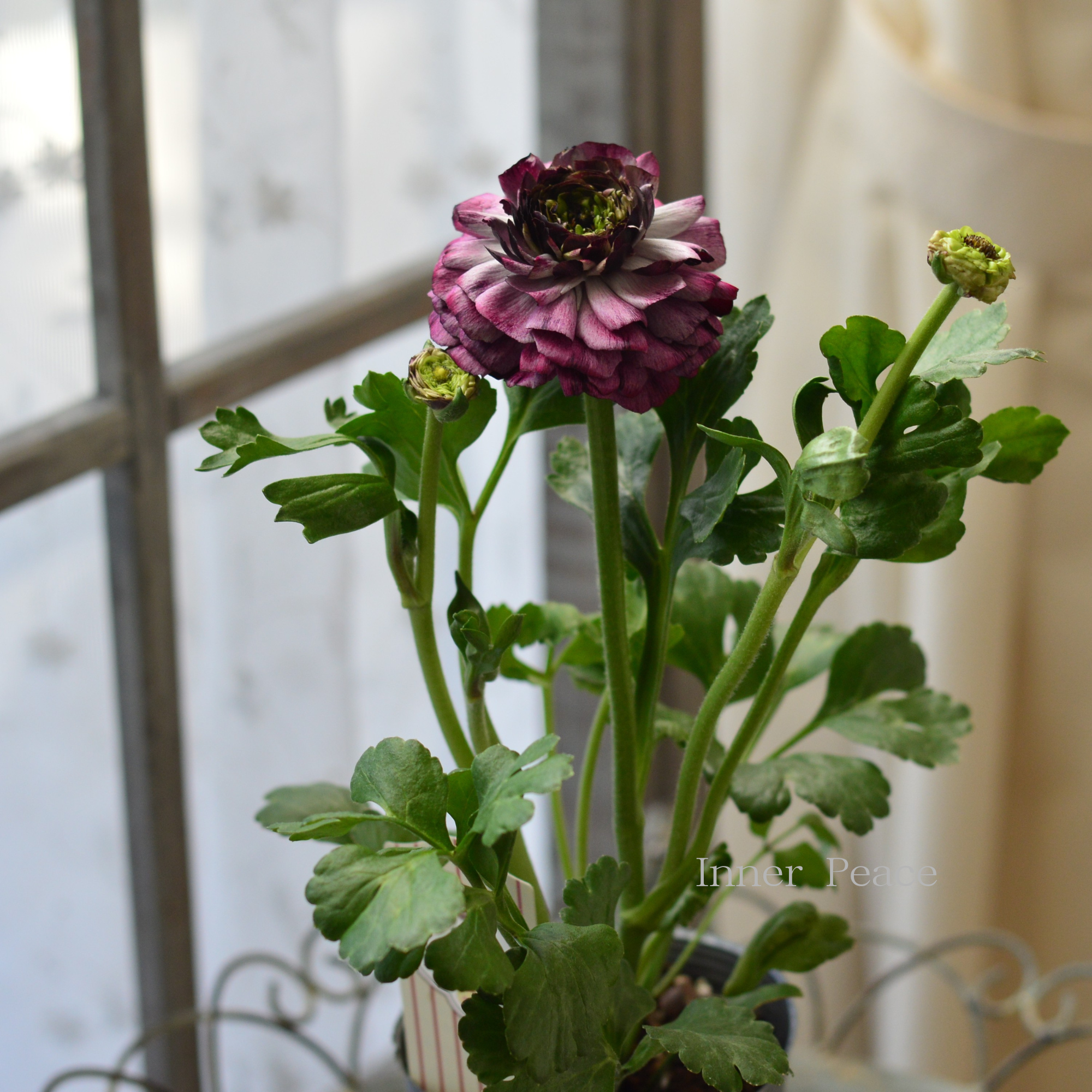 【豪華】 ラナンキュラス (ミックス)『パープルレッド系』 3.5寸ロングPOT