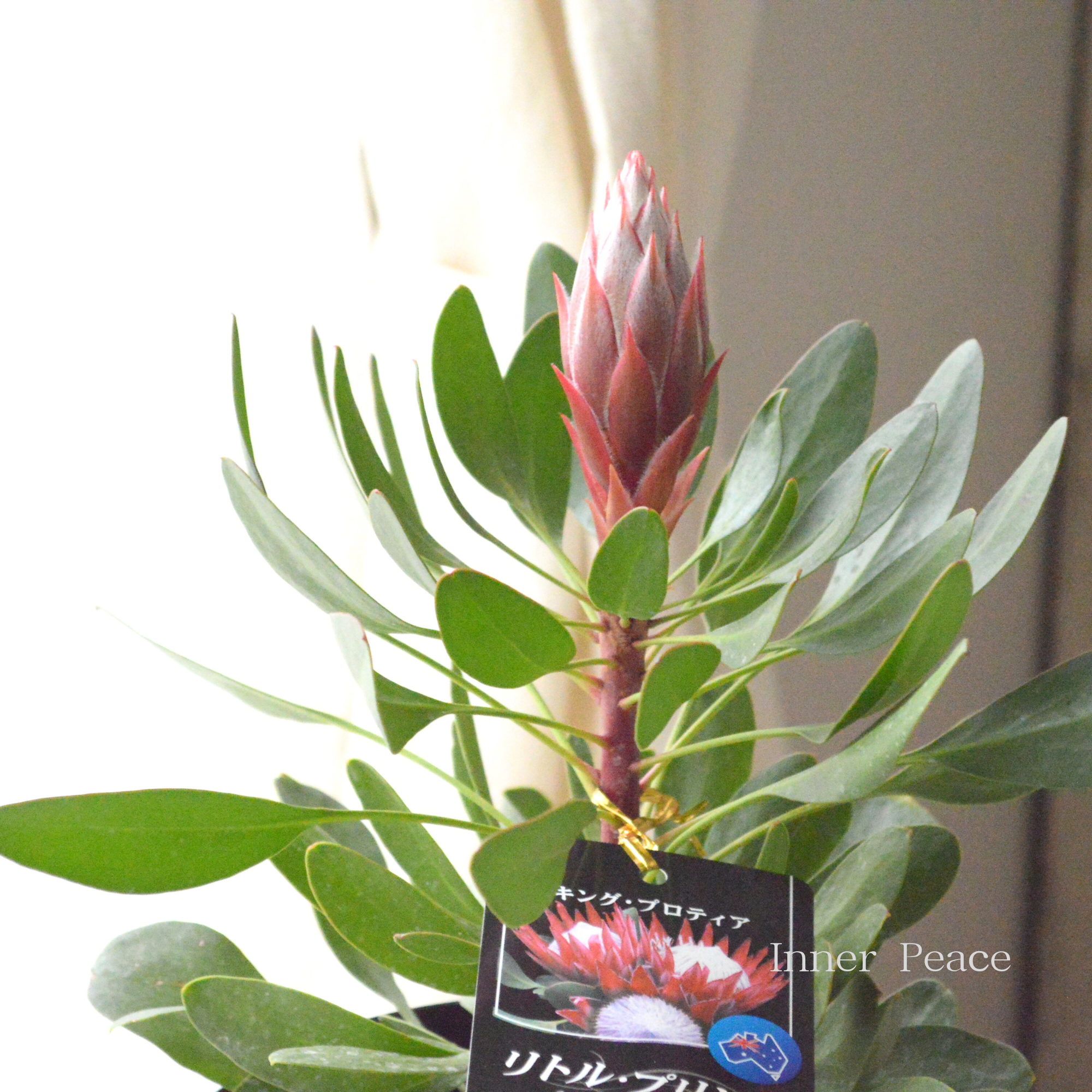 【人気】 プロテア 『リトルプリンス』 6号鉢