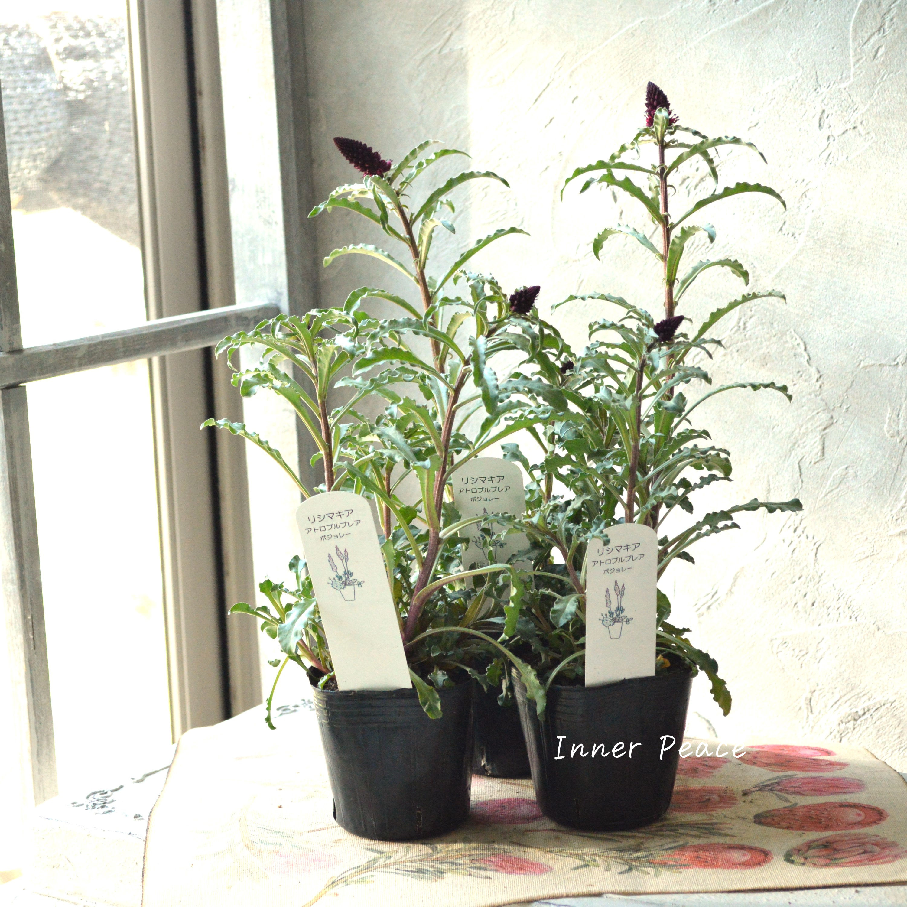 【オシャレ】 リシマキア 『ボジョレー』 3寸POT