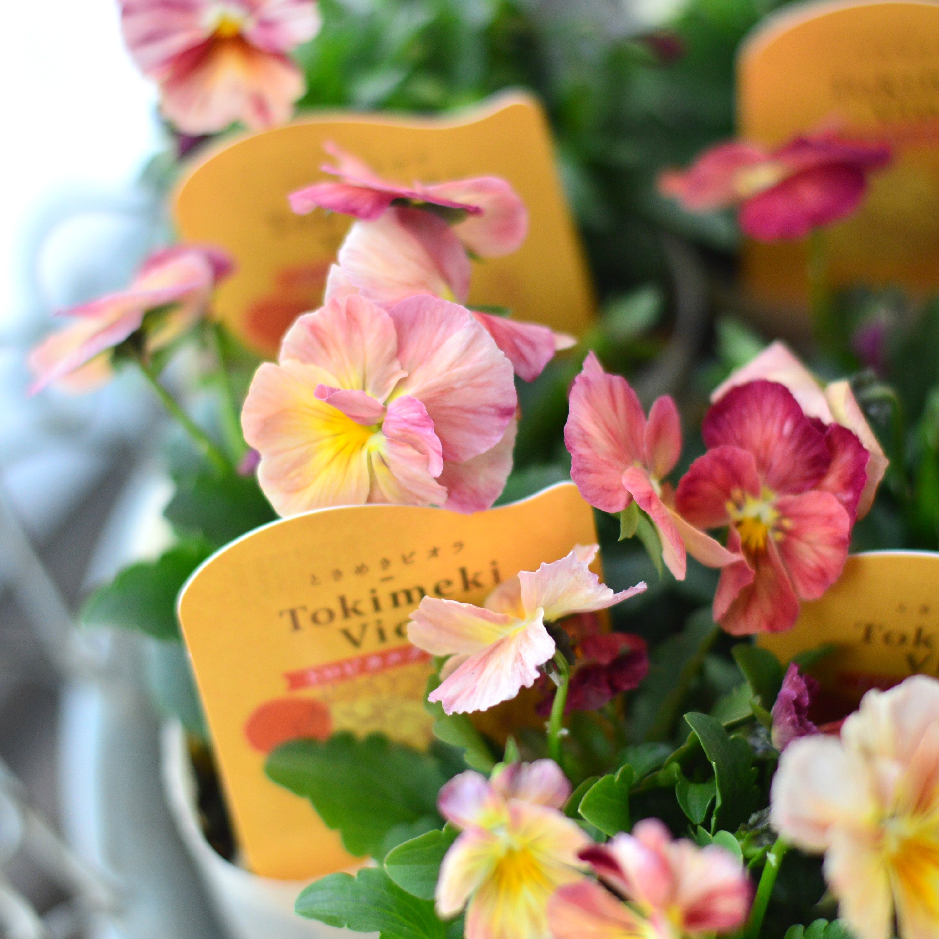 【奥田園芸さん】 ときめきビオラ 『トロピカルクラッシュ』 3.5寸POT