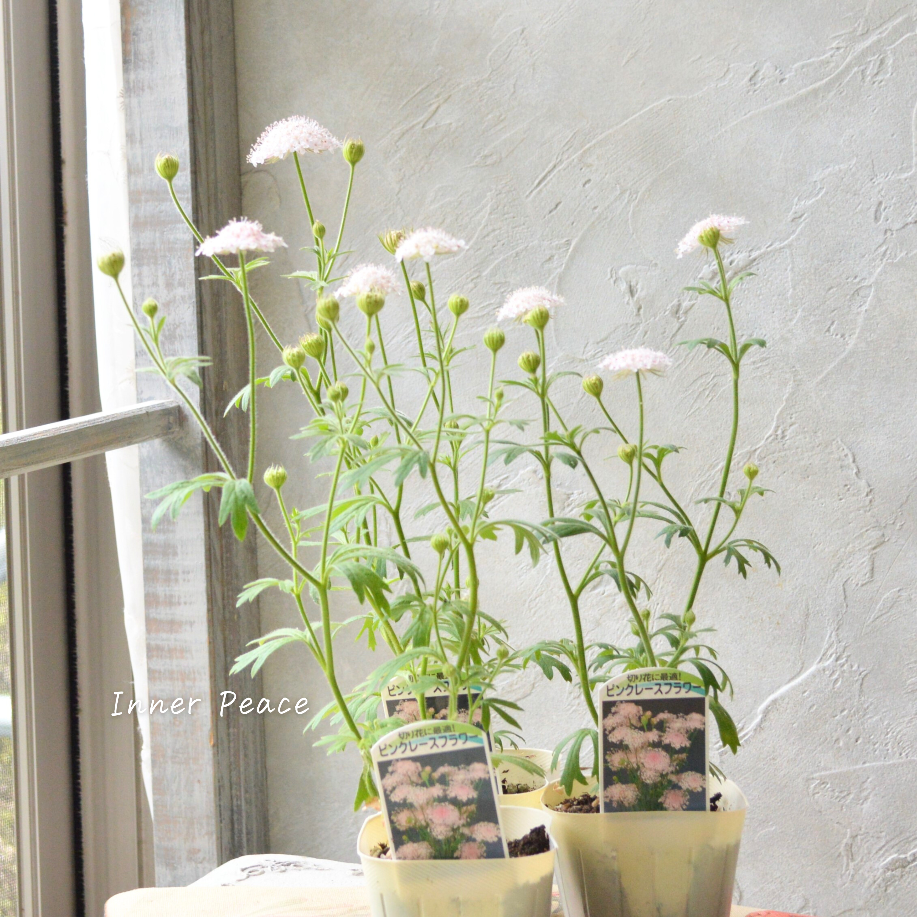 【美しい】 ピンクレースフラワー 3寸POT