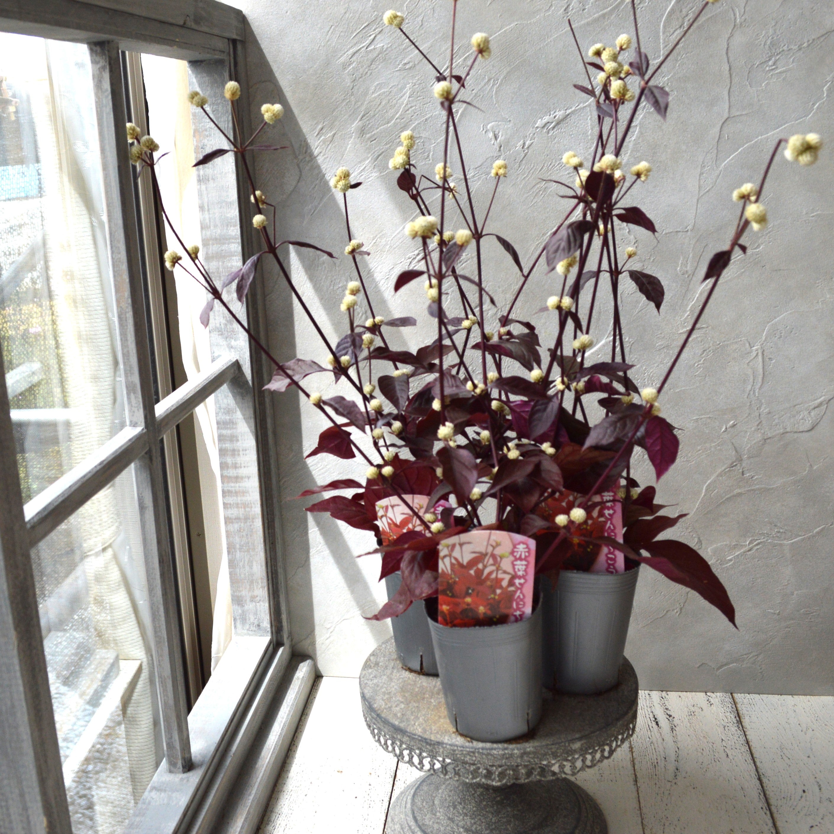 【寄せ植えに】 アカバセンニチコウ(アルテルナンテラ・レッドフラッシュ) 3寸ロングPOT