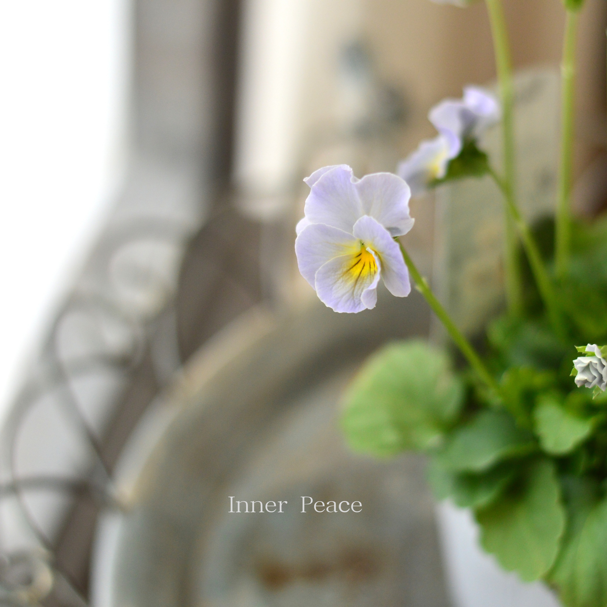 【桂楓園さんオリジナル】 パンジー 『pasfri ~パスフリ~・6番』 3.5寸POT