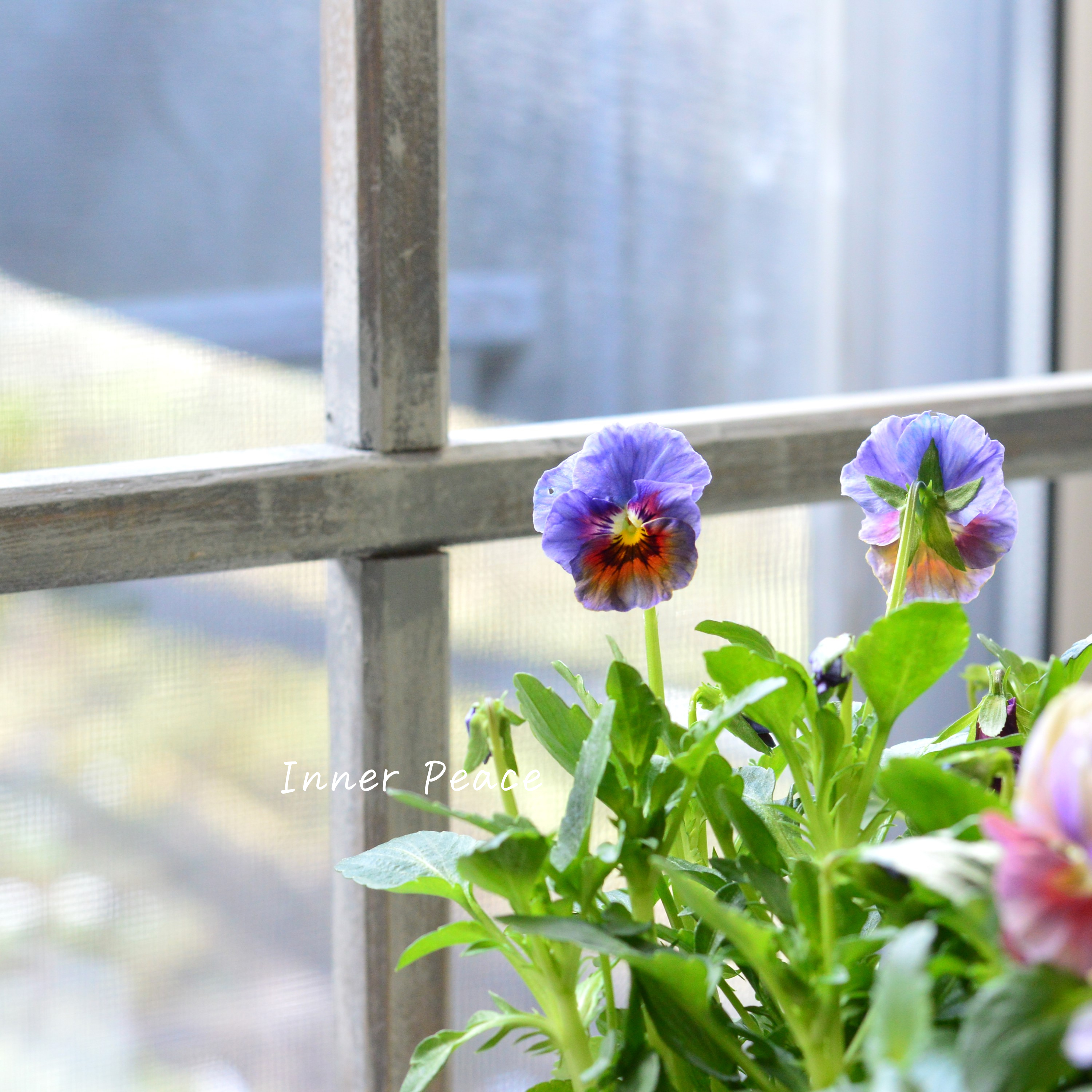 【美しい】 ビオラ 『evolve~エボルベ~・ストライプ』 3.5寸POT