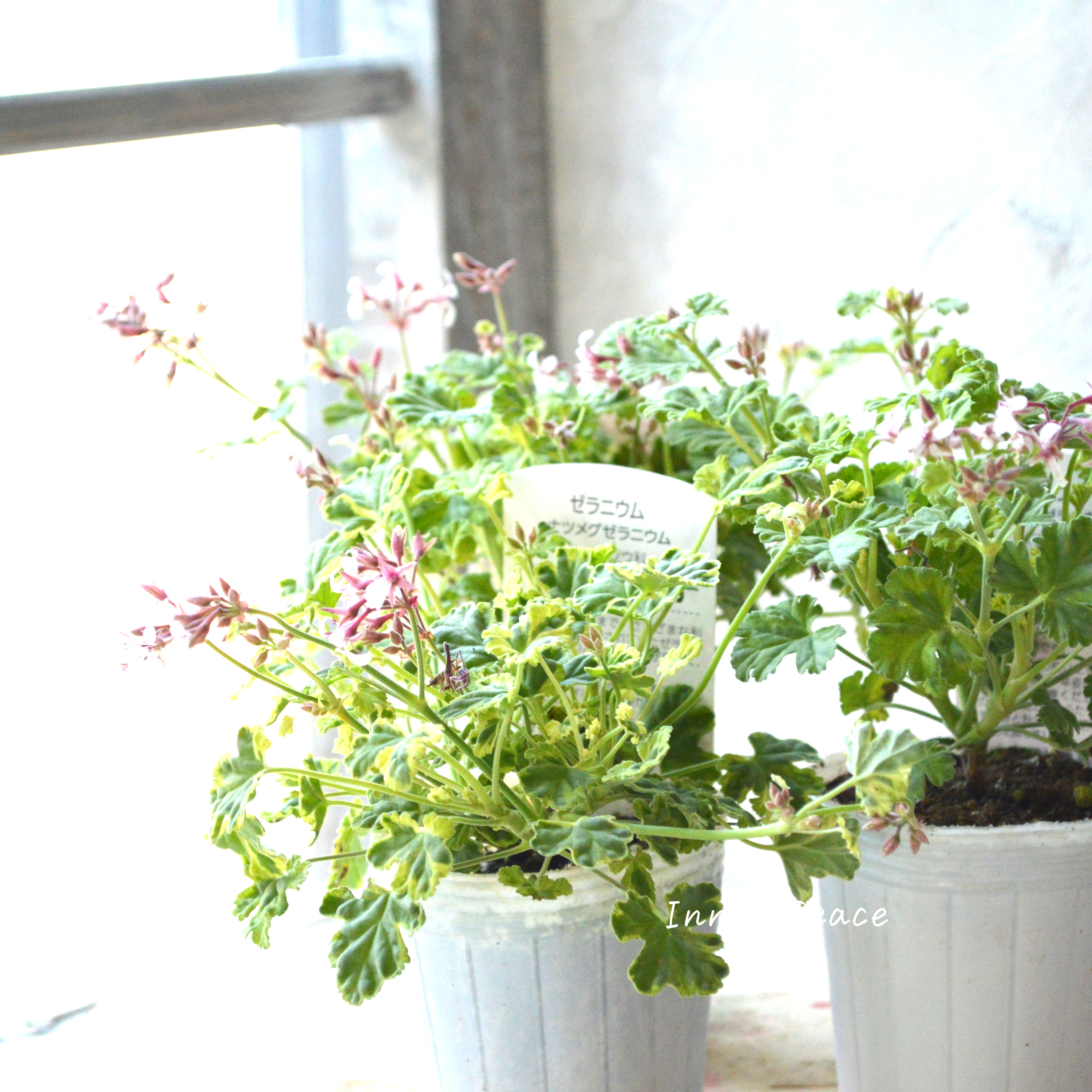 【斑入り】 ナツメグゼラニウム 『バリエガータ』 2.5寸ロングPOT