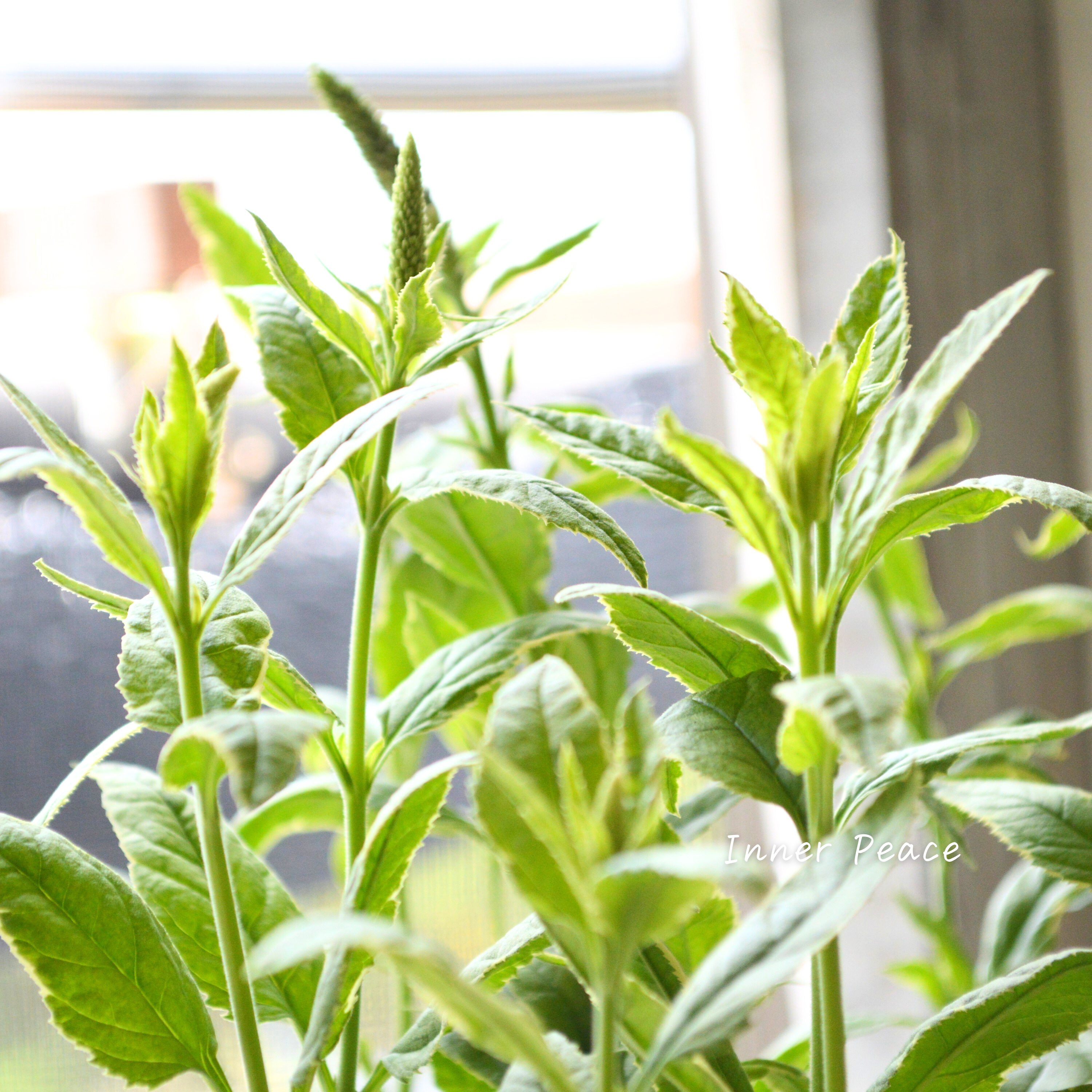 【宿根】 斑入りベロニカ 『シャーロット』 3.5寸ロングPOT