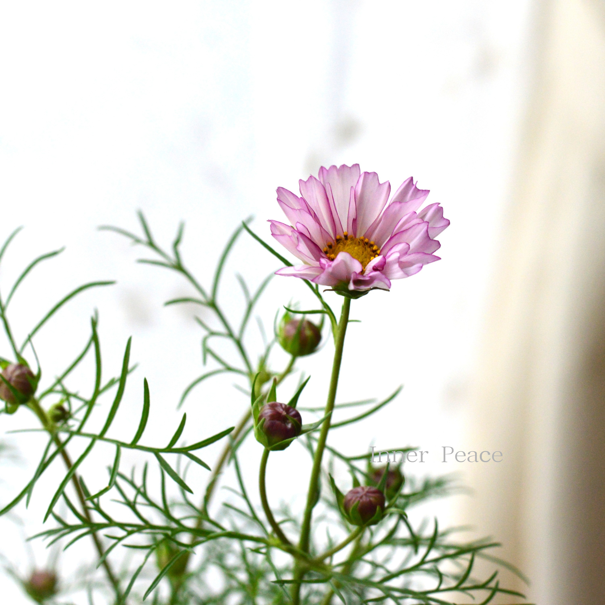 【人気】 コスモス 『ダブルクリック・バイオレットバイカラー』 3寸ロングPOT