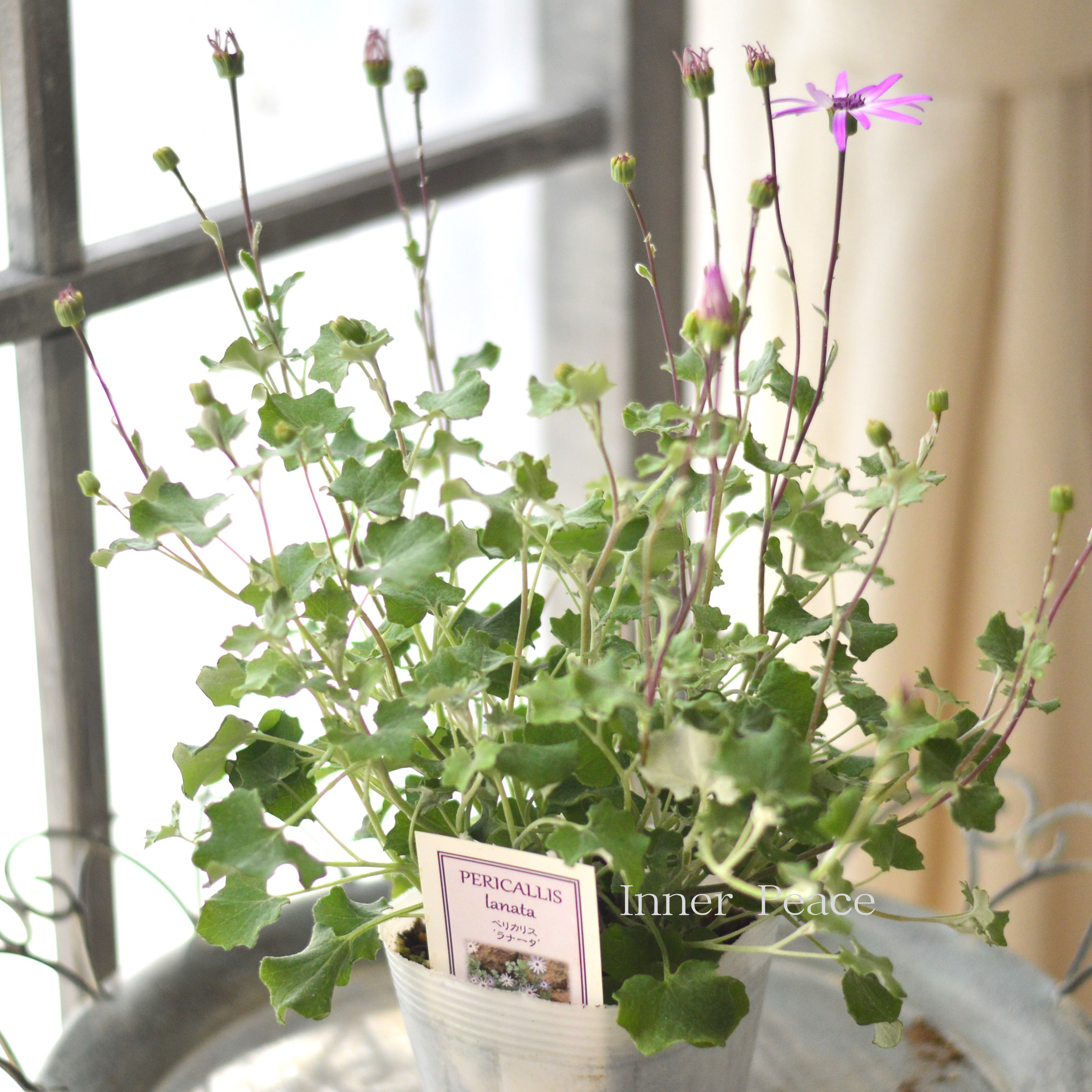 【美しい】 ペリカリス 『ラナータ』 3.5寸POT