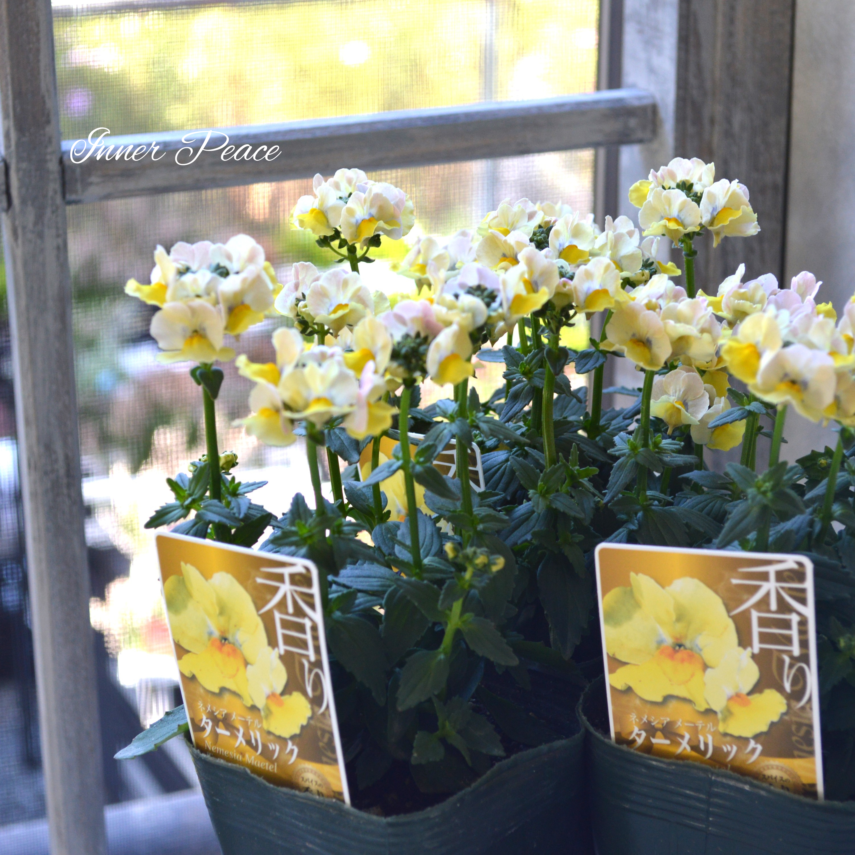 【ゲブラさん】 ネメシア・メーテル 『ターメリック』 3.5寸POT