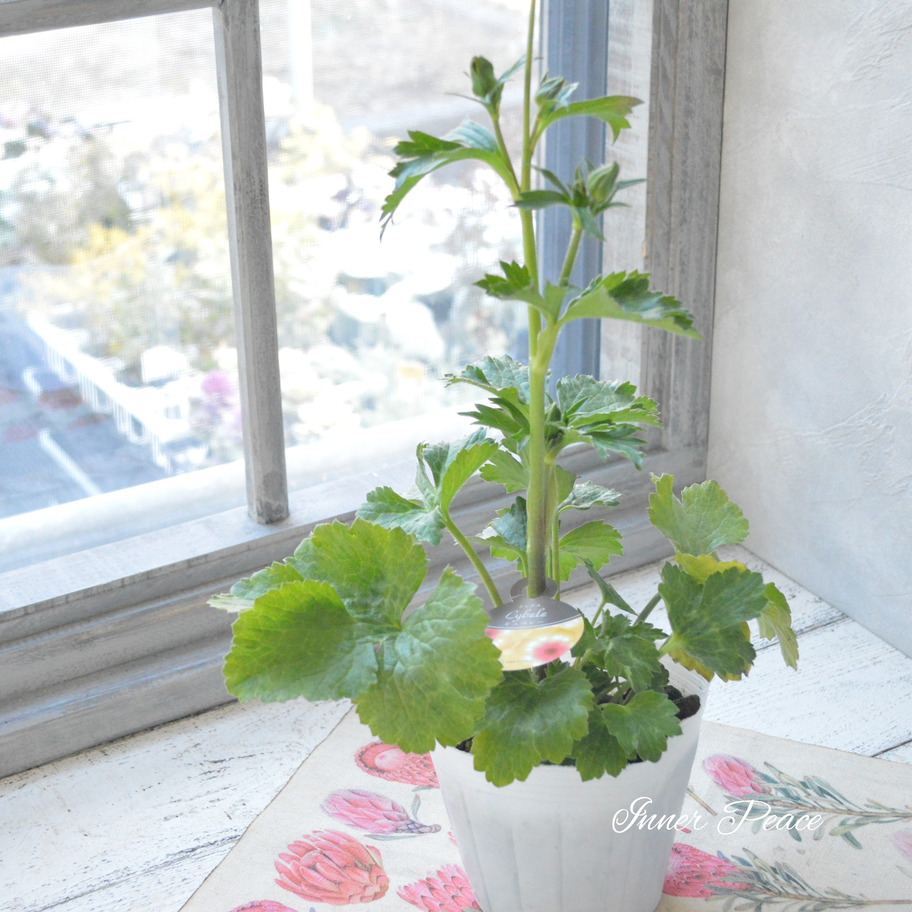 【美しい】 ラナンキュラス・ラックス 『キュベレー』 4寸POT