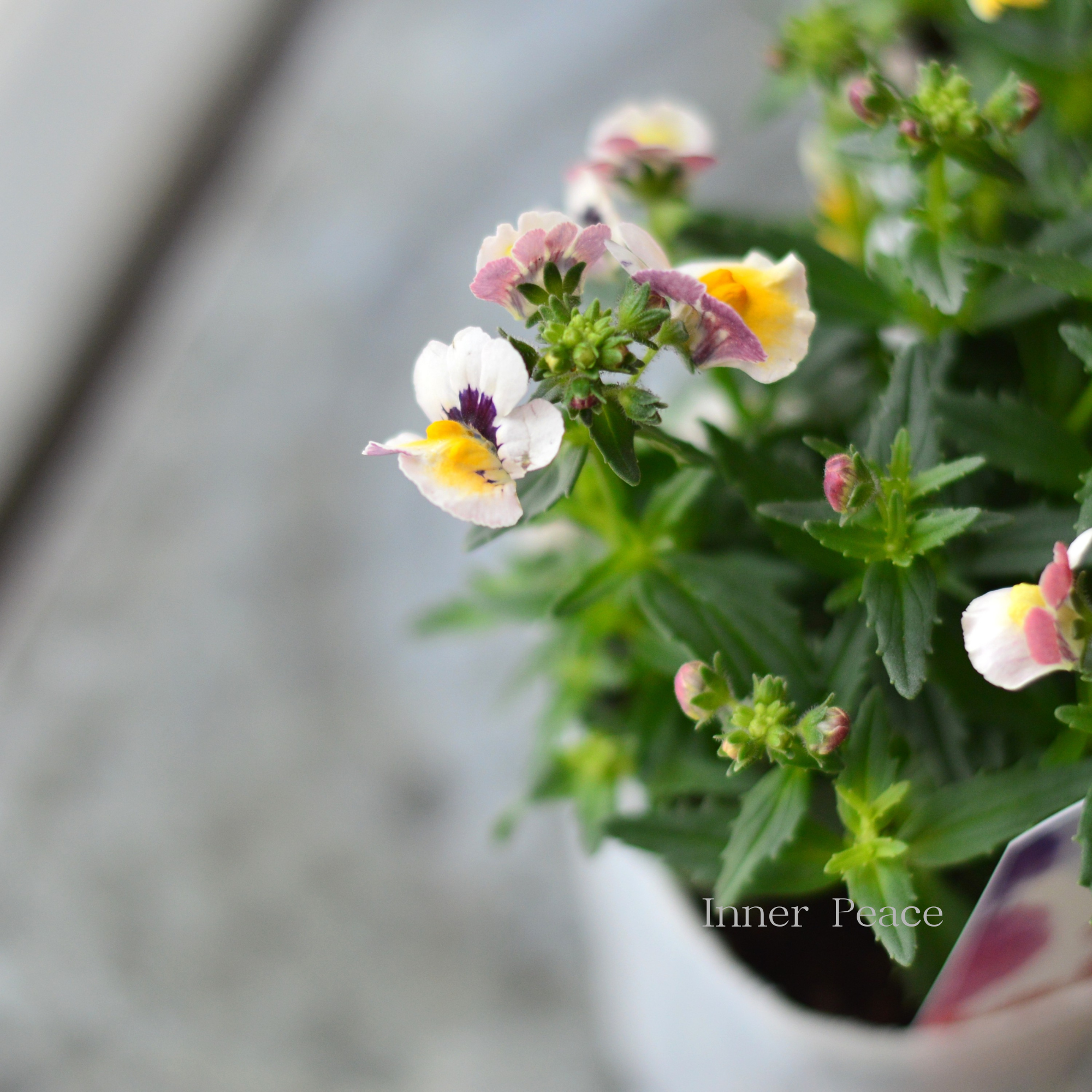 【宿根】 大輪ネメシア・ネシア 『バナナベリー』 3.5寸POT