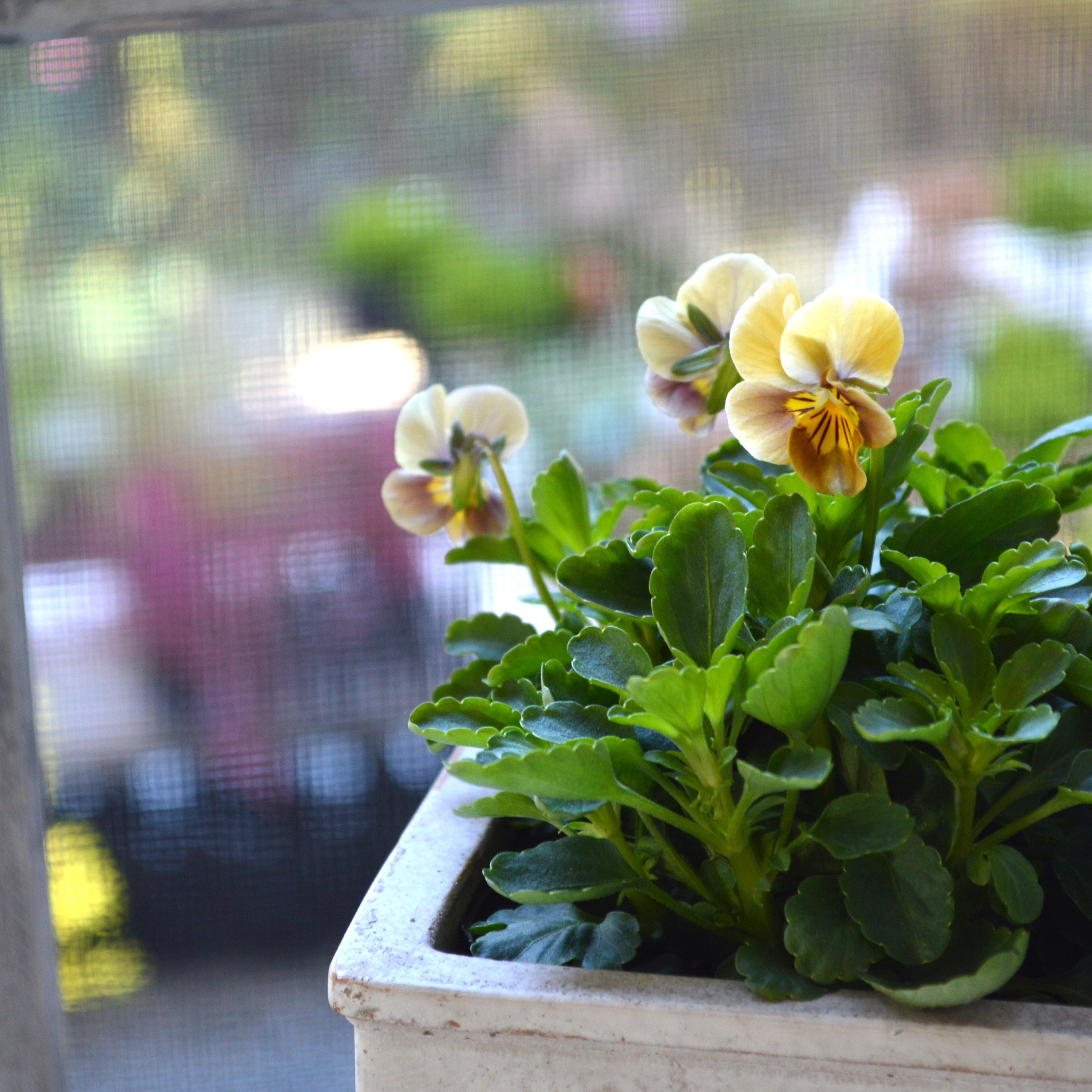 【tef*tef*さんオリジナルビオラ】 フロモカベージュ 3.5寸POT