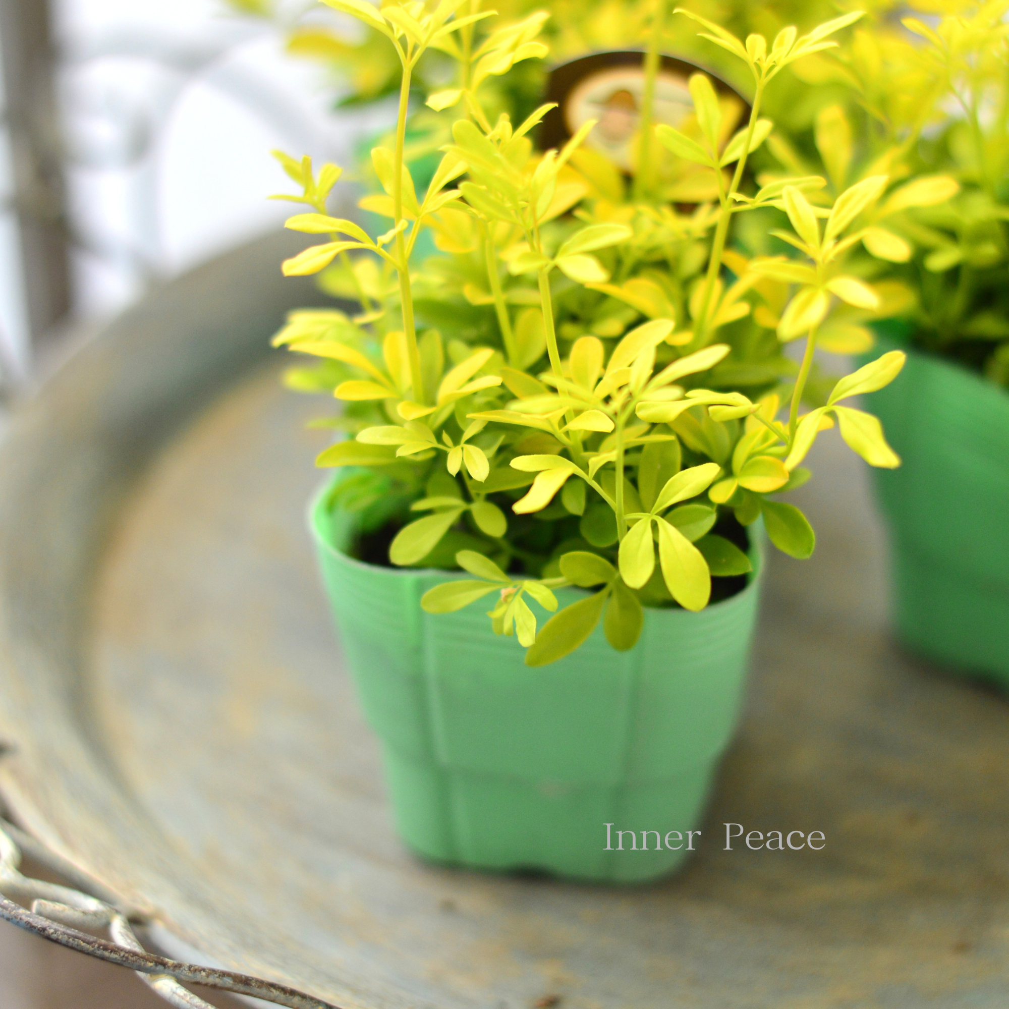 【寄せ植えに】 プリムローズジャスミン 『オーレア』 2.5寸POT