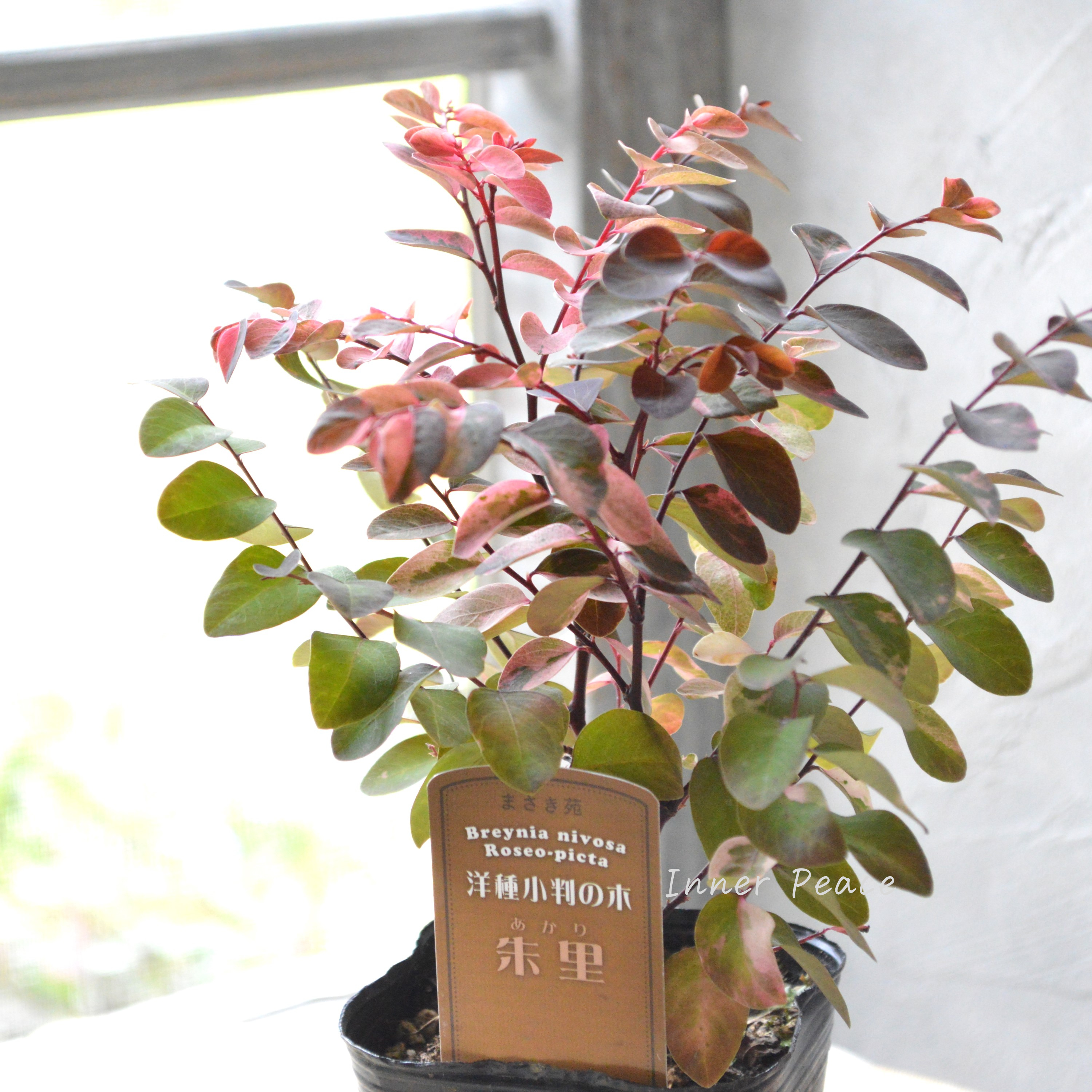 【希少】 ヨウシュコバンノキ(洋種小判の木)『朱里ーあかりー』 3寸POT