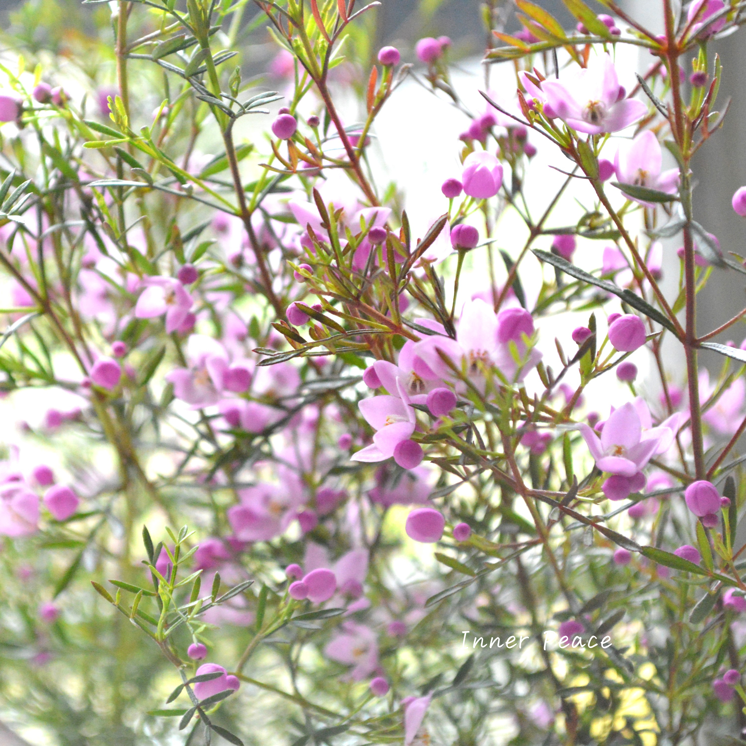 【かわいい】 ボロニア 『ピナータ』 3寸POT