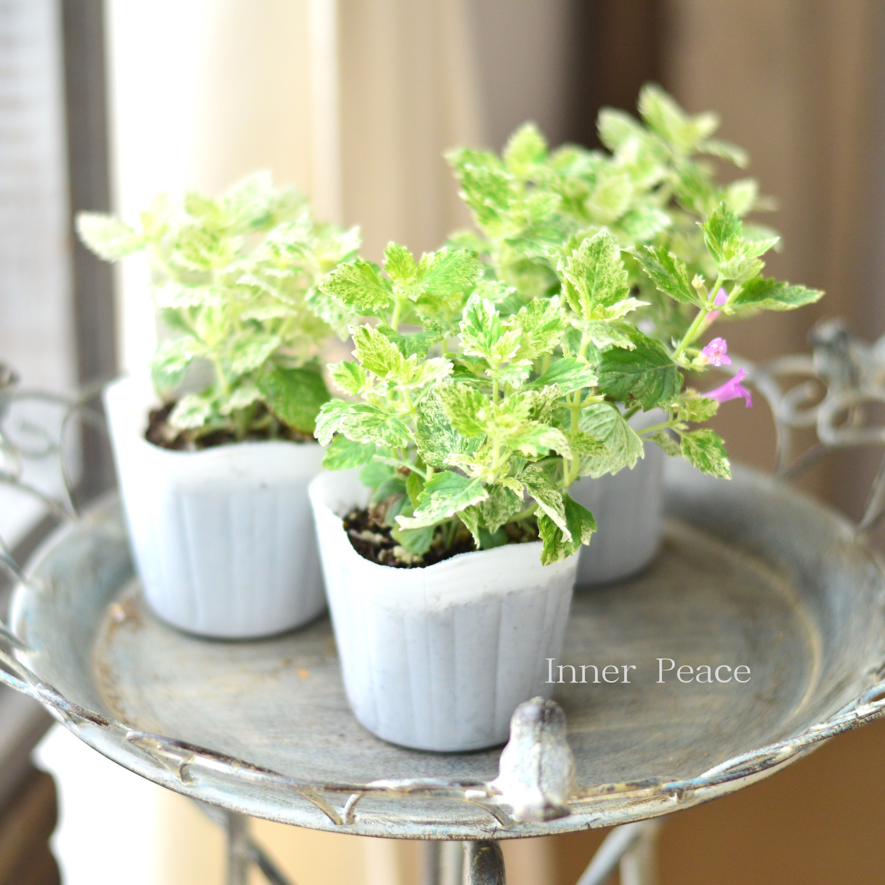 【斑入り】 カラミンサ 『グランディフローラ』 3寸POT