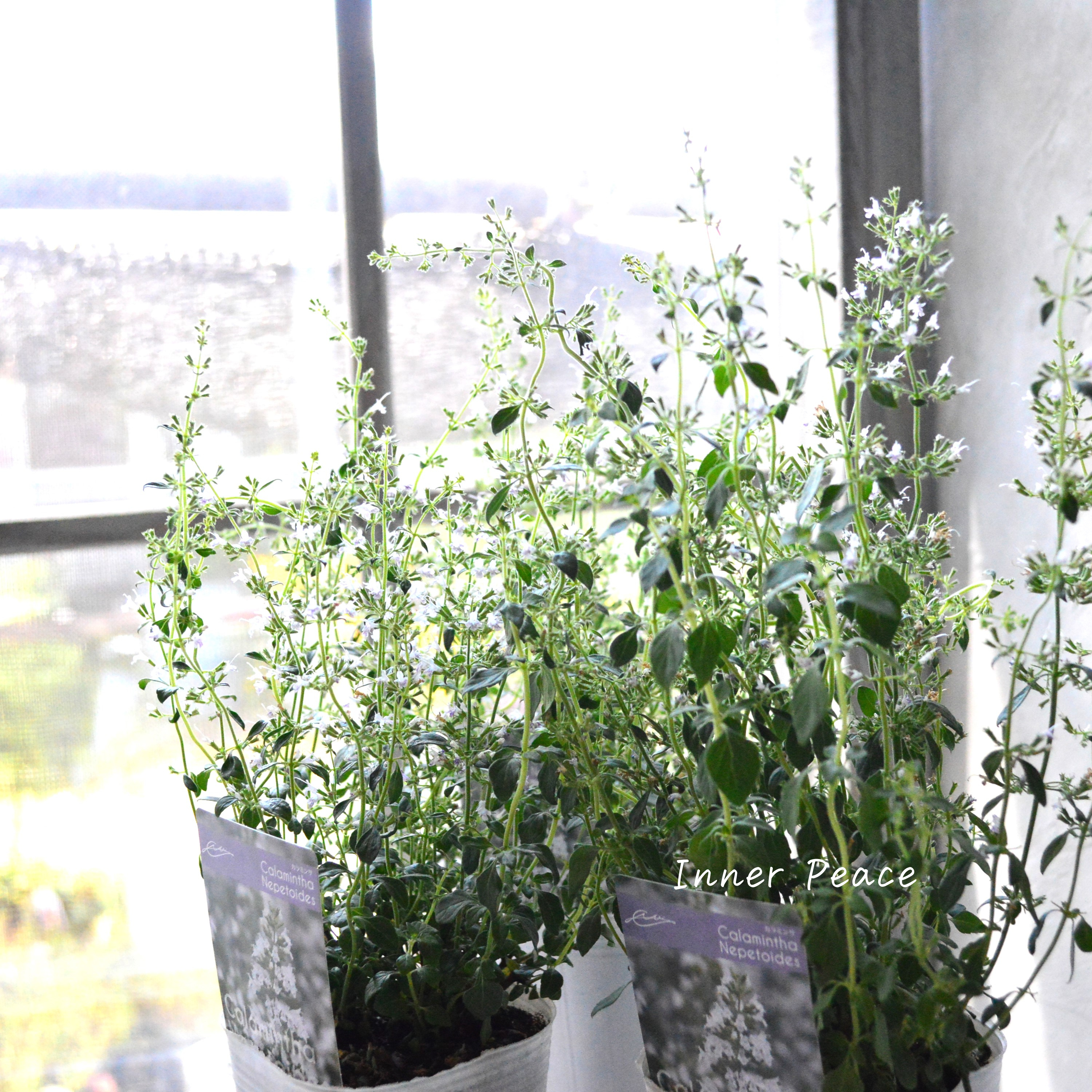 【宿根】 カラミンサ 3寸ロングPOT