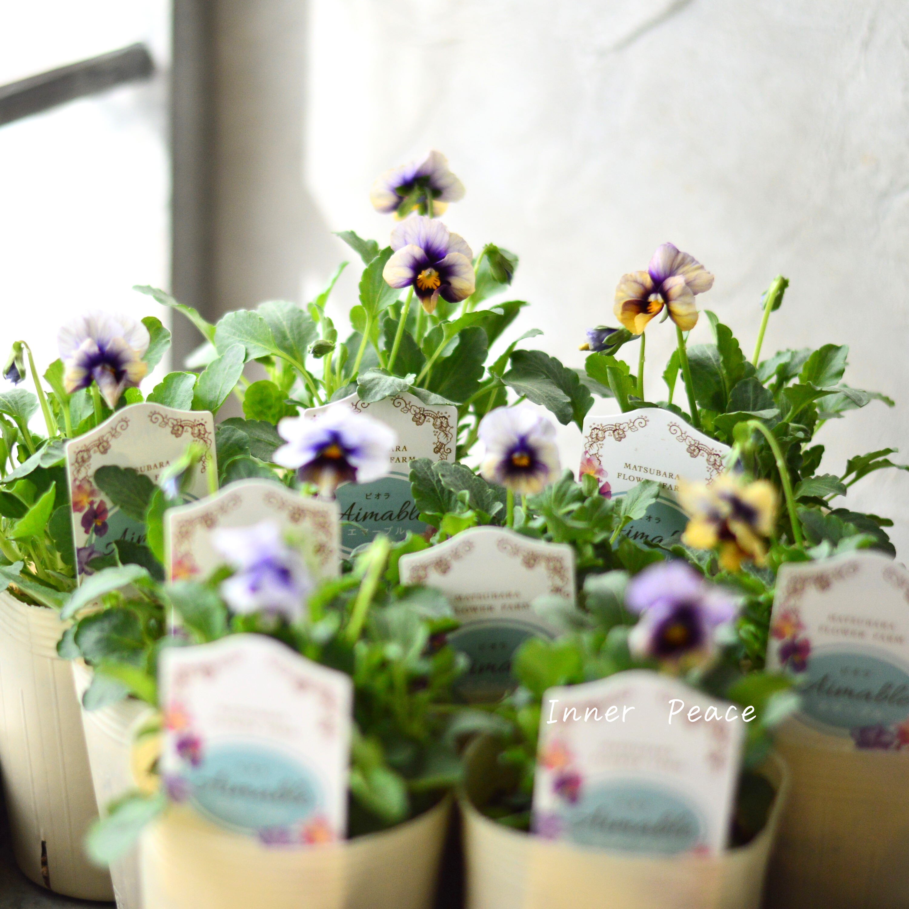【マツバラフラワーファームさん】 ビオラ 『エマーブル・ムーンライト』 3寸ロングPOT