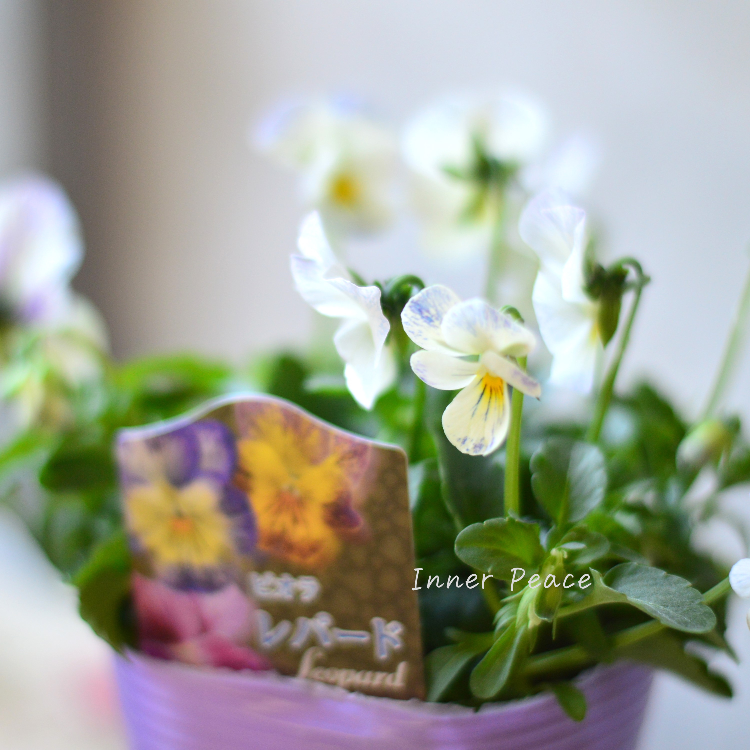 【花夢園芸さん】 ビオラ 『レパード・Aタイプ』 3寸ロングPOT