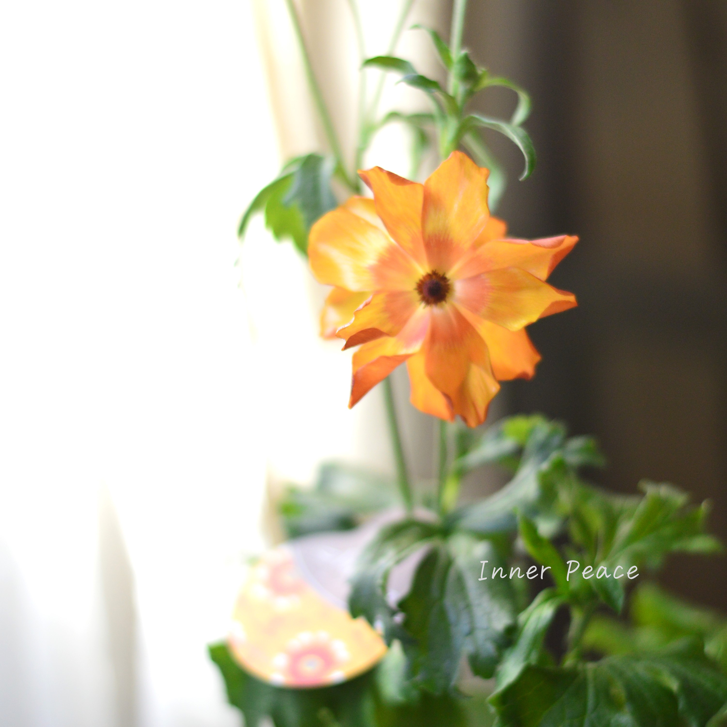 【美しい】 ラナンキュラス・ラックス 『ミノアン』 4寸POT