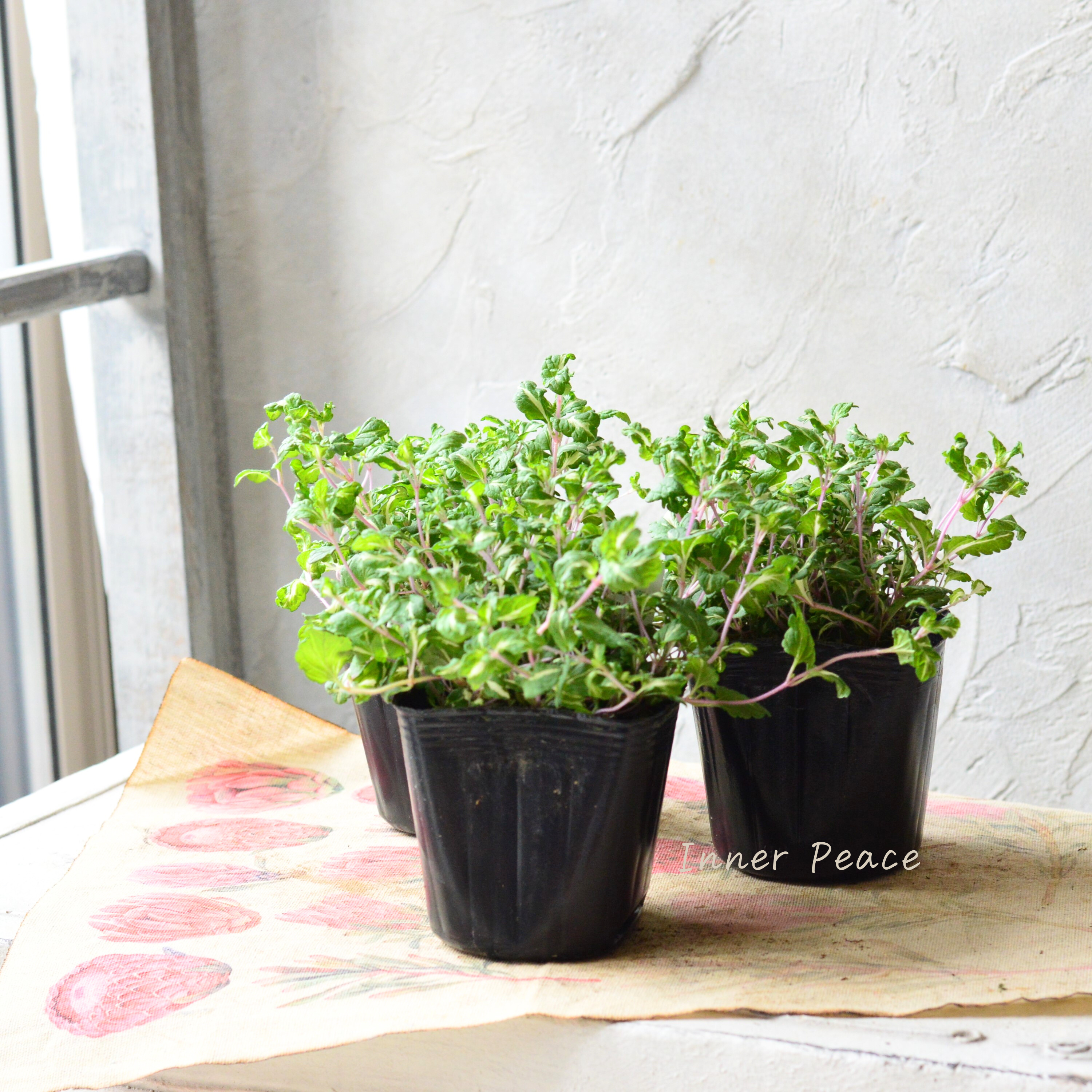 【斑入り】 ベロニカ 『ミッフィーブルート』 2.5~3寸POT