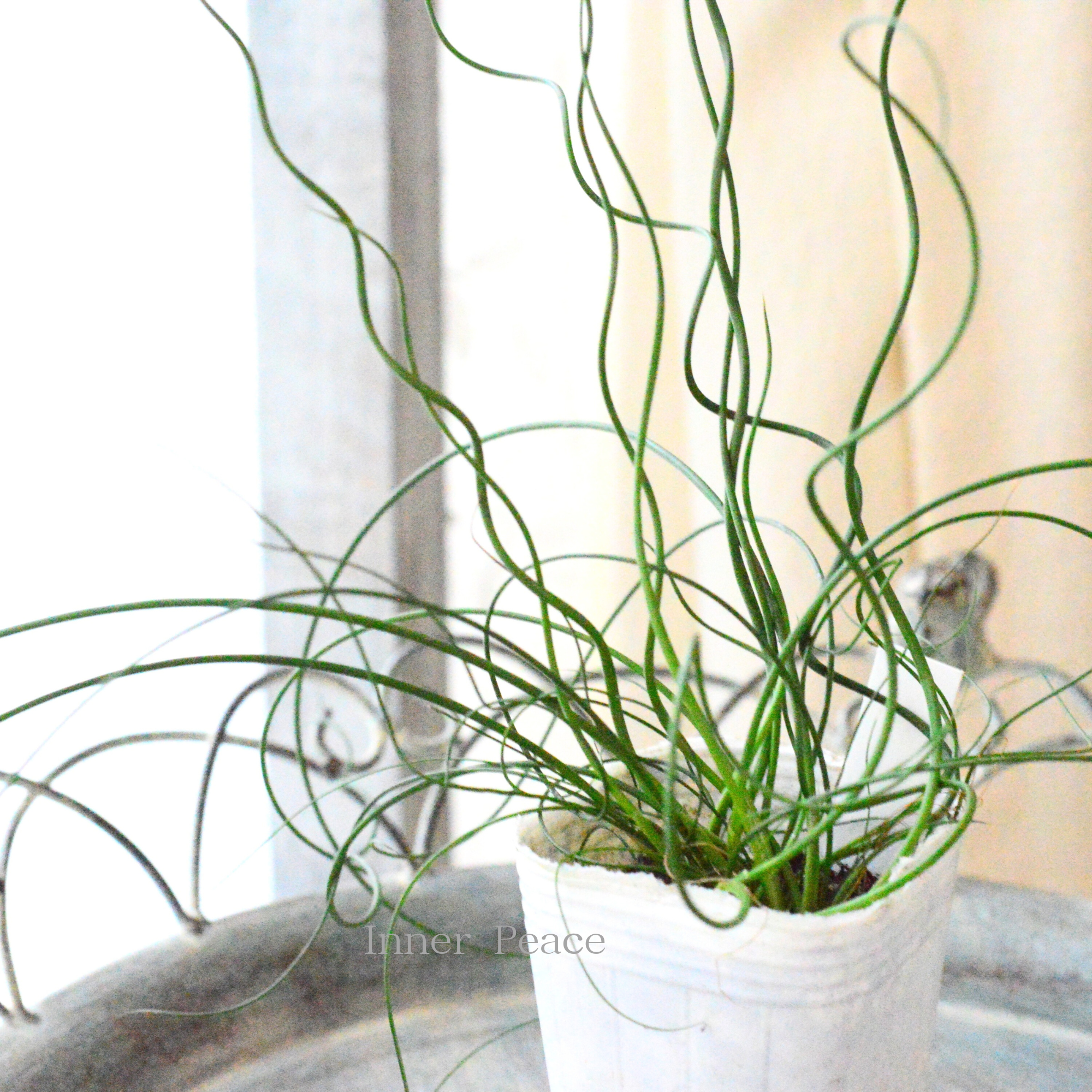 【個性的】 ラセンイ 3寸POT