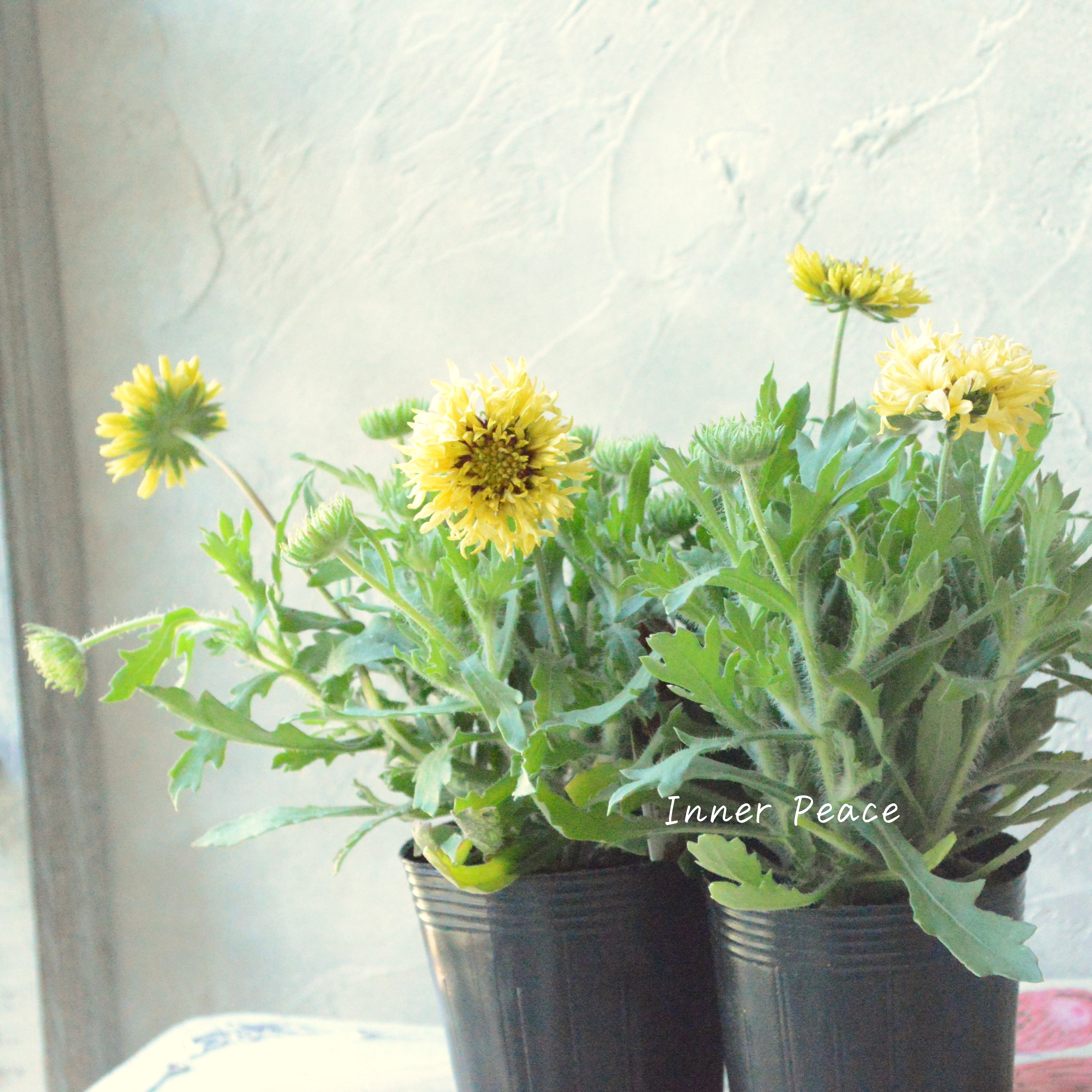 【人気】 ガイラルディア 『ガリア・コーラルスパーク』 3寸ロングPOT