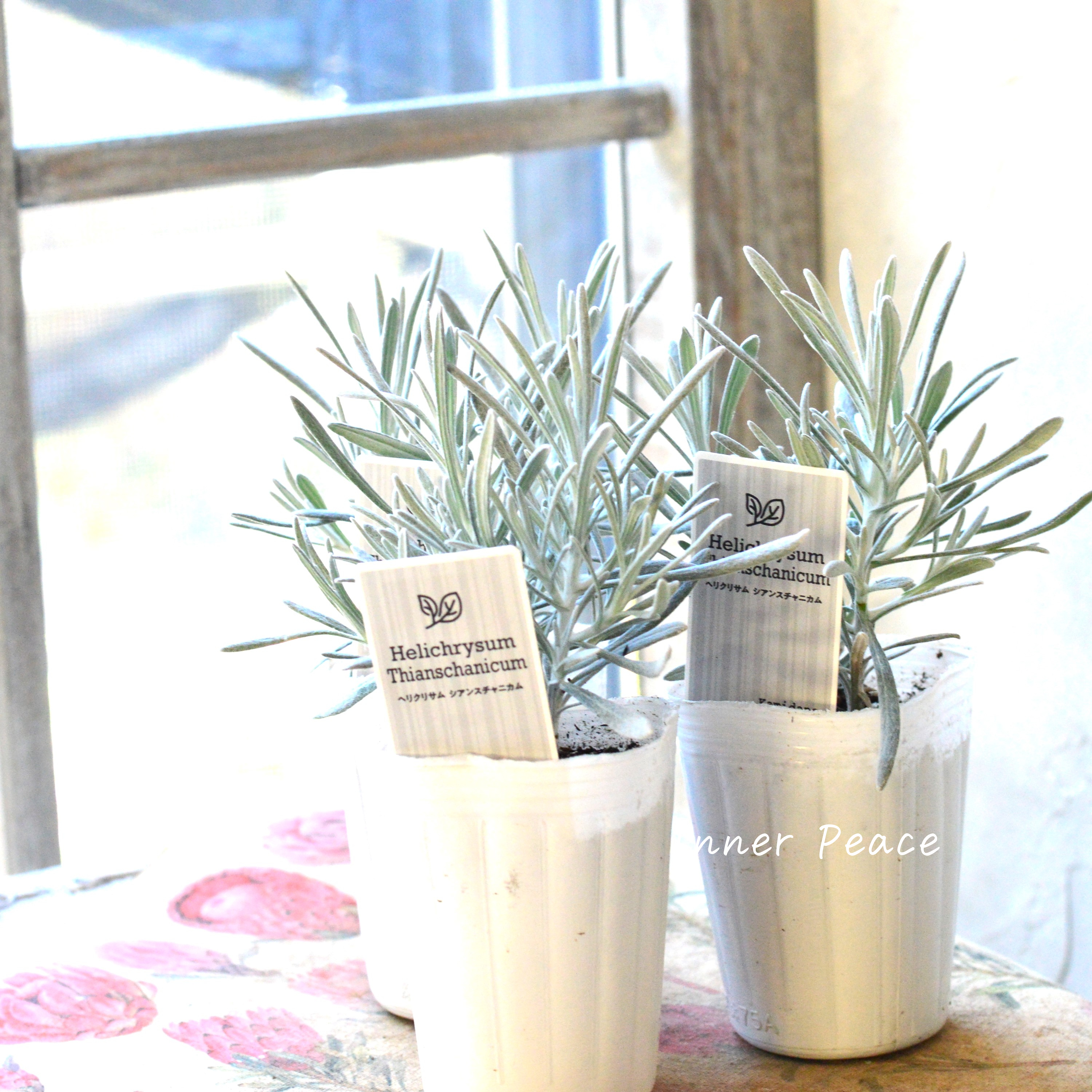 【寄せ植えに】 ヘリクリサム 『シアンスチャニカム』 3寸POT