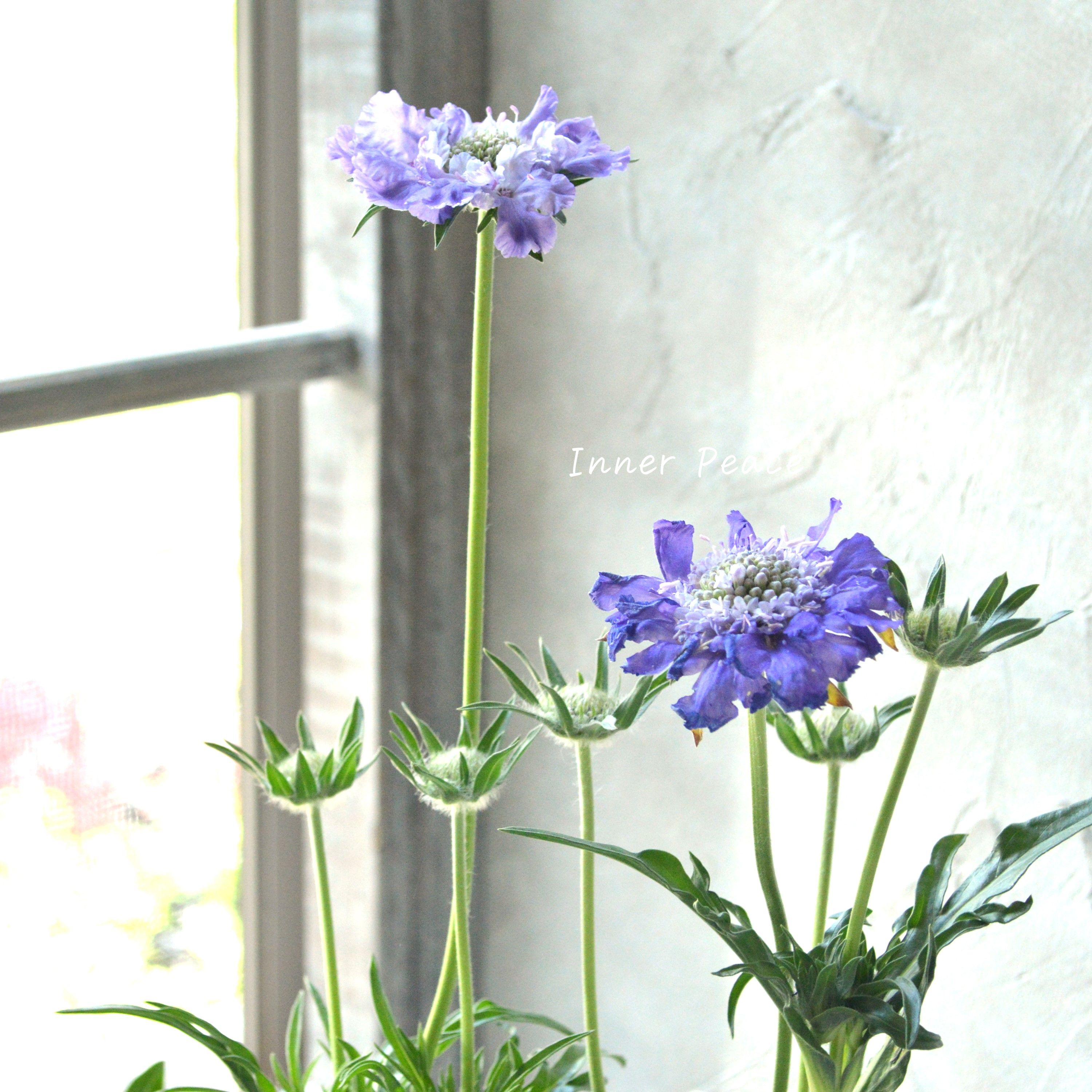 【大輪】 スカビオサ 『ファーマ・ブルー』 3.5寸POT