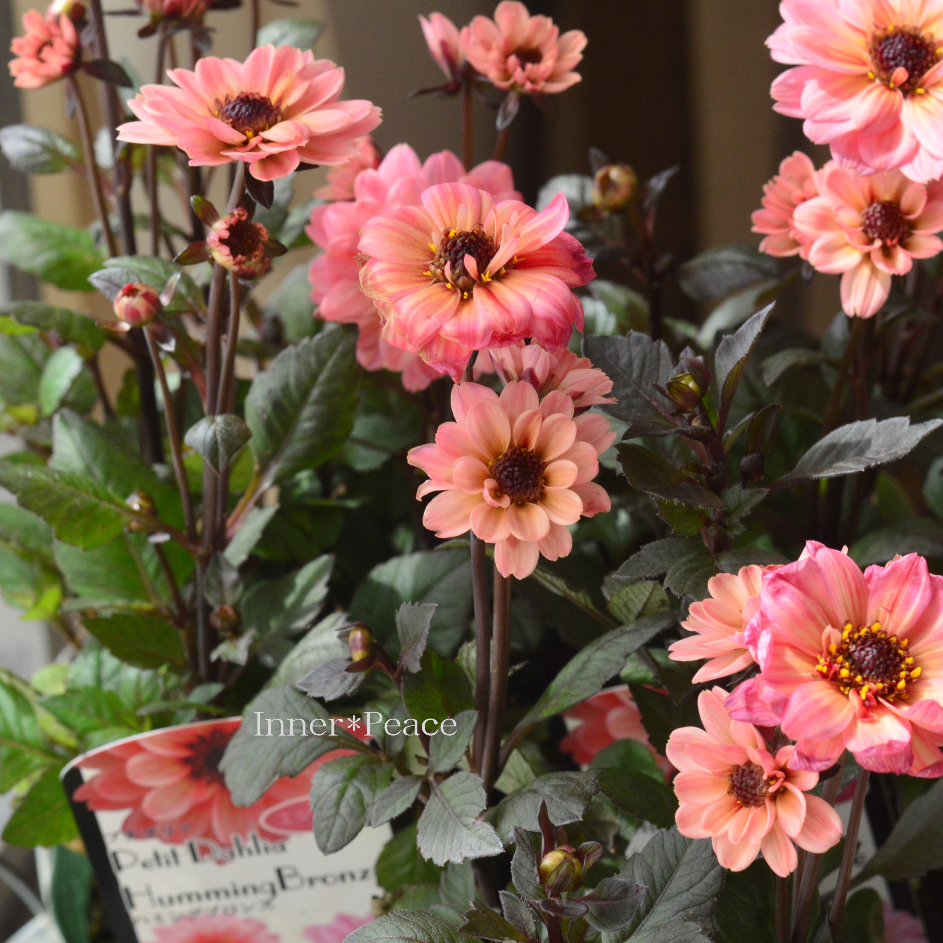 【宿根】 プチダリア・ハミングブロンズ 『エタニティ』 3.5寸POT