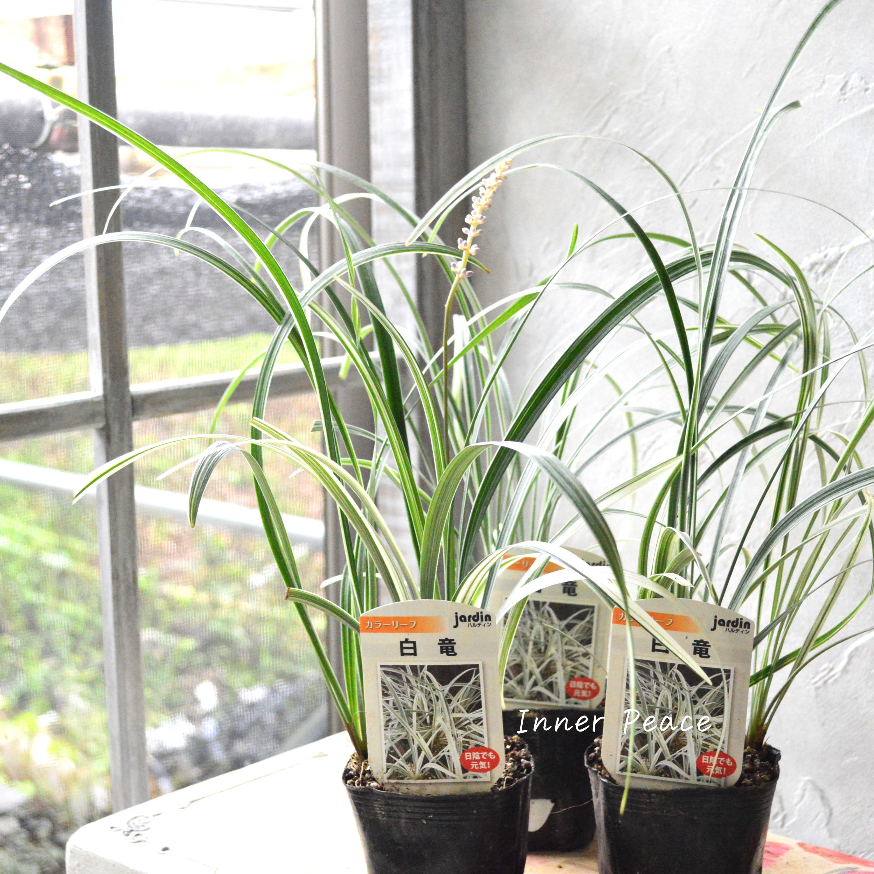 【日陰に強い】 リュウノヒゲ 『白竜』 3寸POT