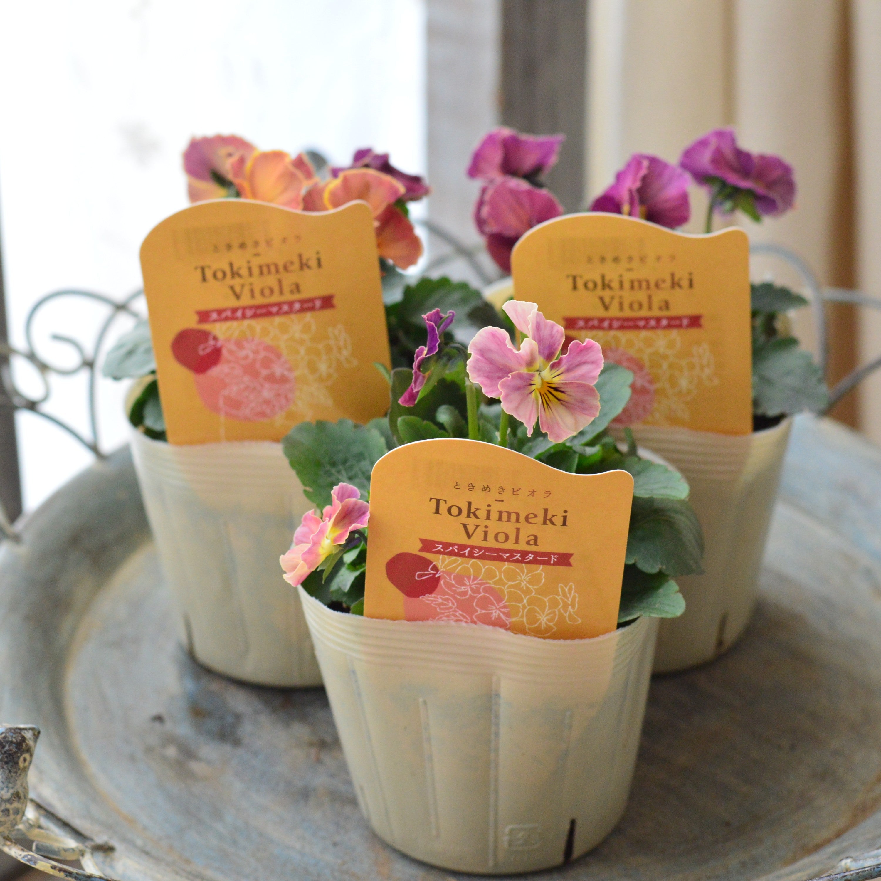 【奥田園芸さん】 ときめきビオラ 『スパイシーマスタード』 3.5寸POT