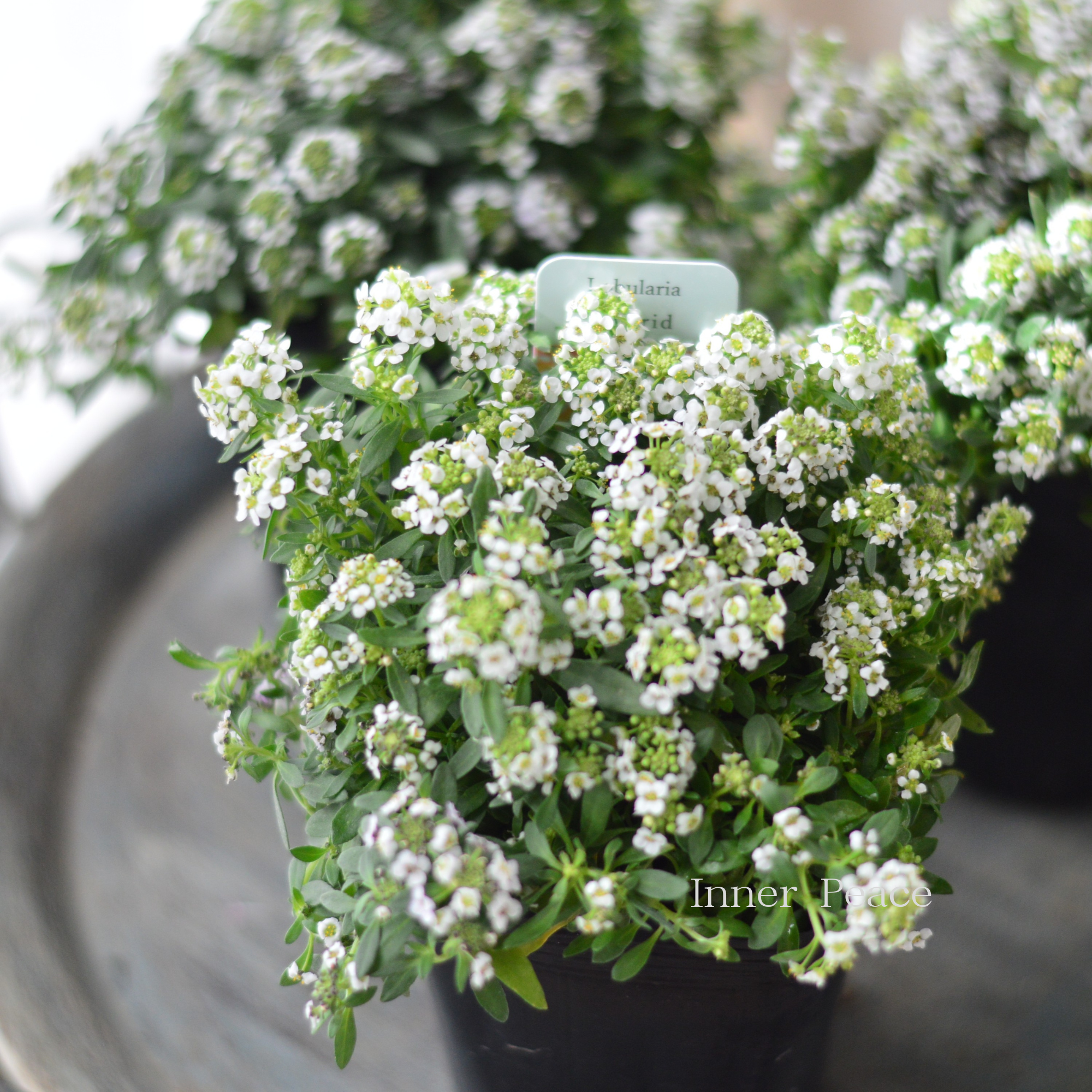 【3本植え】 スイートアリッサム 『ホワイト』 3寸POT