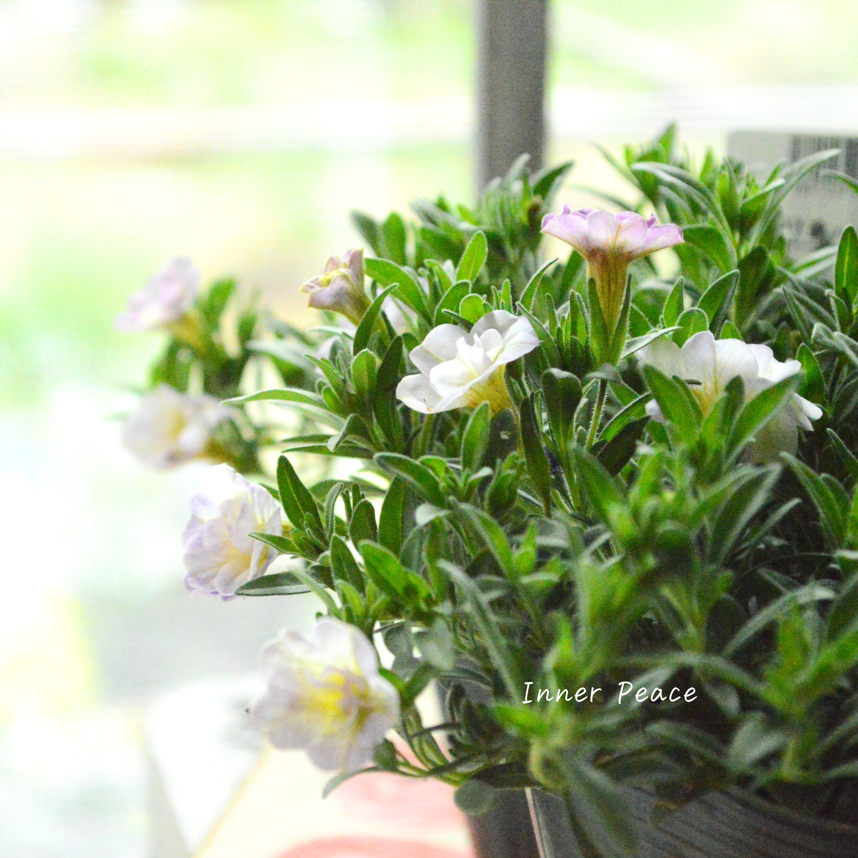 【ゲブラさん】 Sale! 八重咲きカリブラコア 『17歳~セブンティーン~』 3.5寸POT