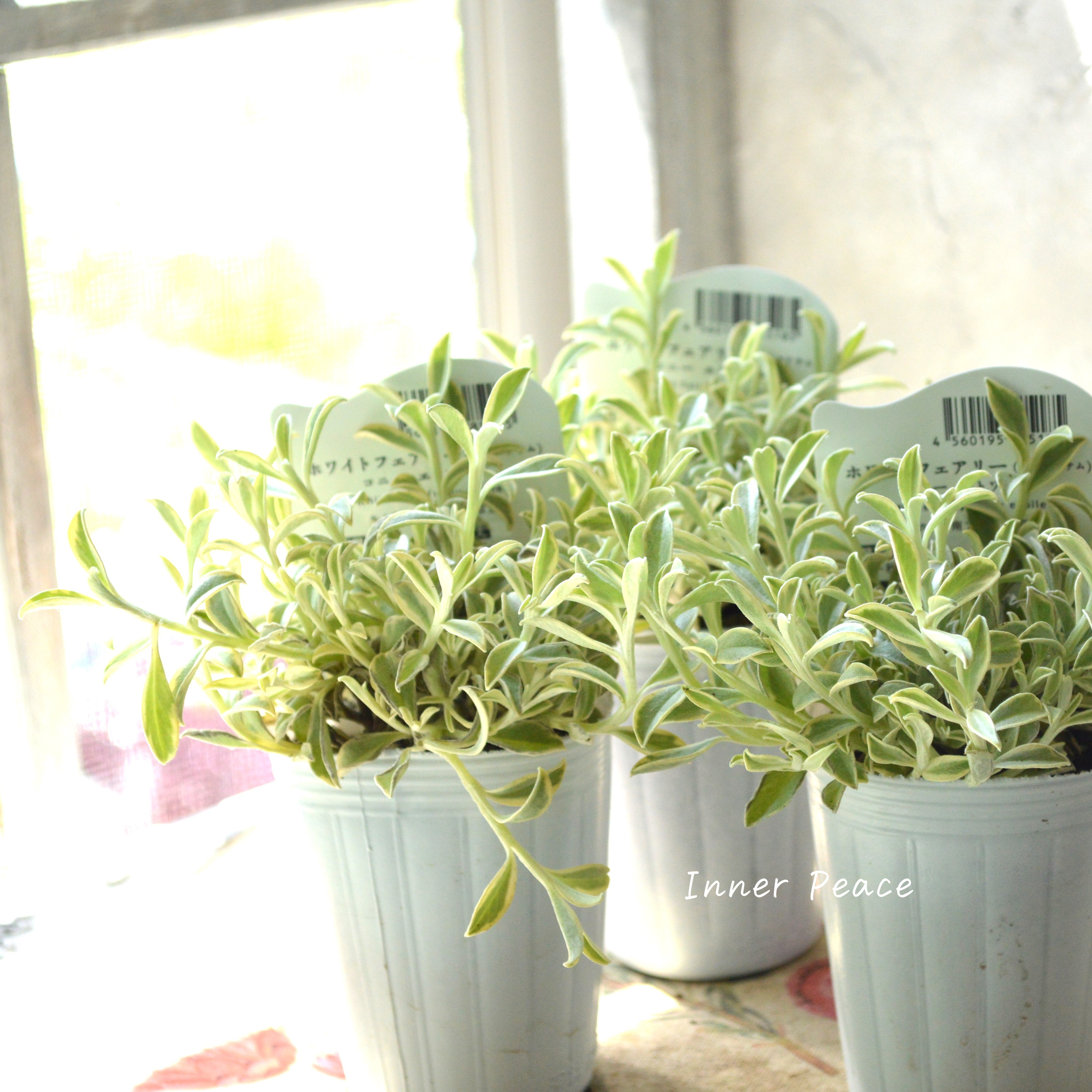 【斑入り】 ヘリクリサム 『ホワイトフェアリー・コニーエトワール』 2.5寸POT