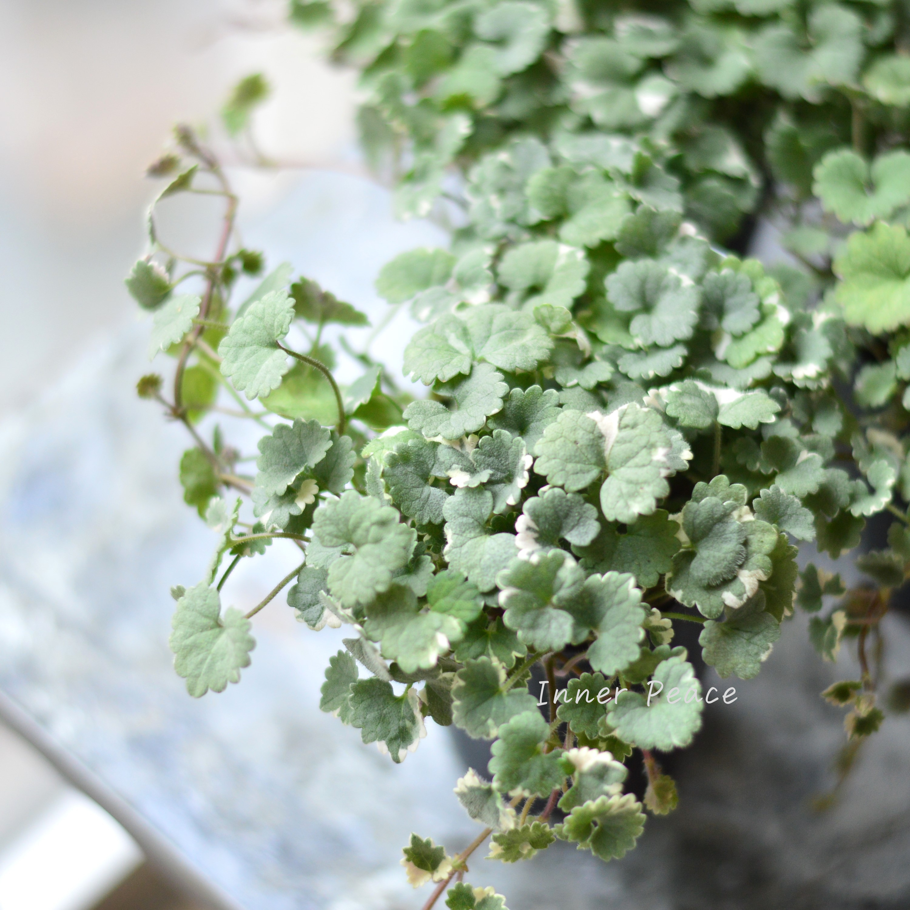 【斑入り】 グレコマ バリエガータ 2.5寸~3寸POT