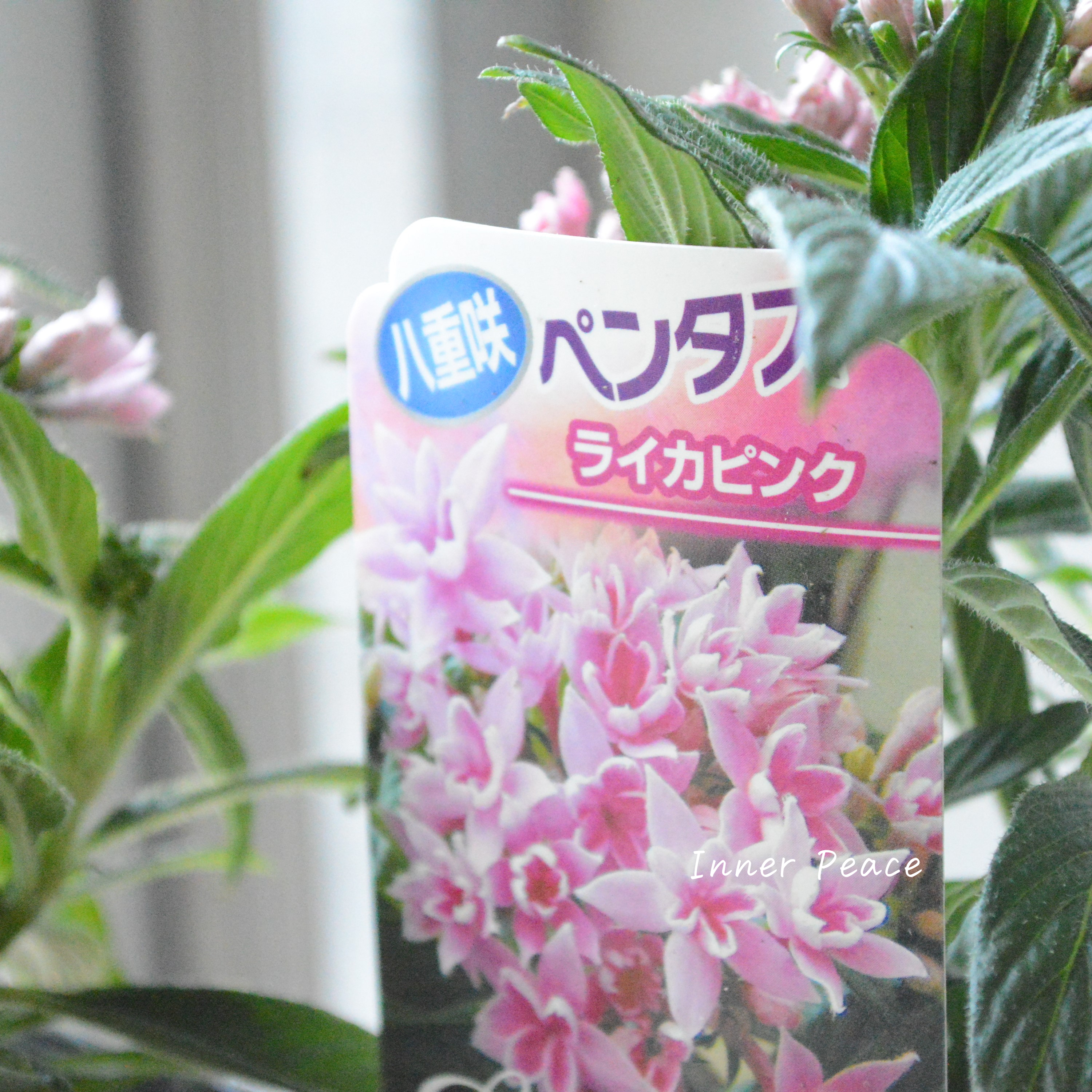 【暑さに強い】 八重咲きペンタス 『ライカ・ピンク』 3.5寸POT