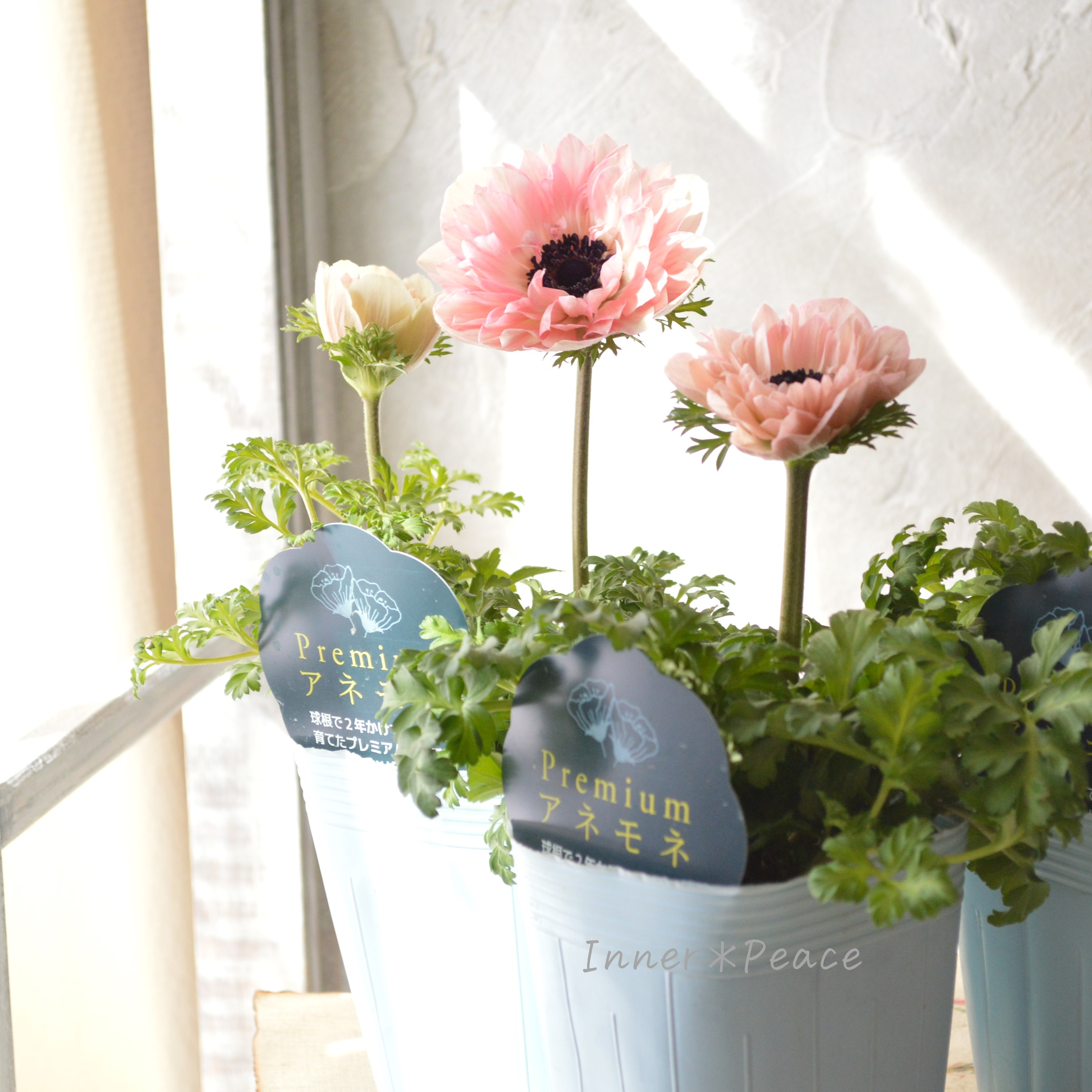 【神花園さん】 Sale!! 八重咲きプレミアムアネモネ 『2年生株・ピンク』 3.5寸POT