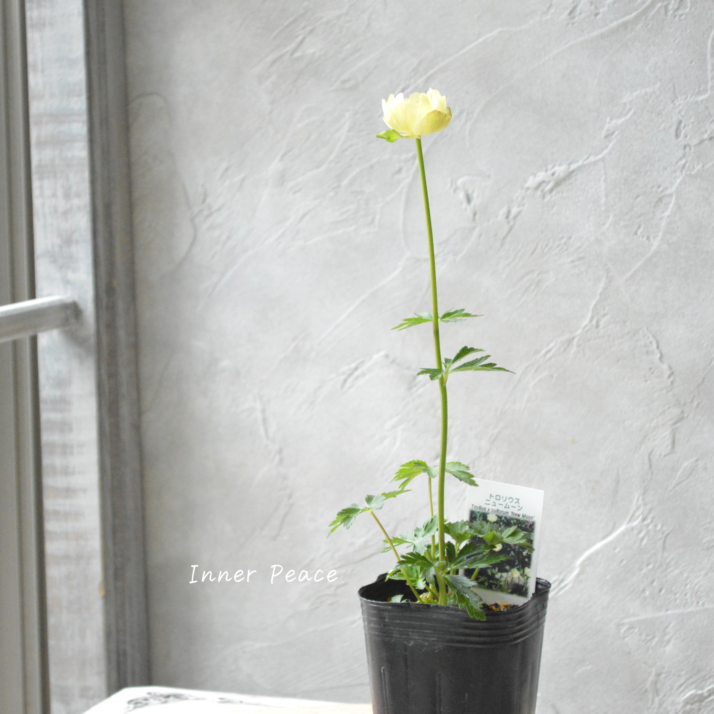 【素敵】 トロリウス 『ニュームーン』 3寸POT