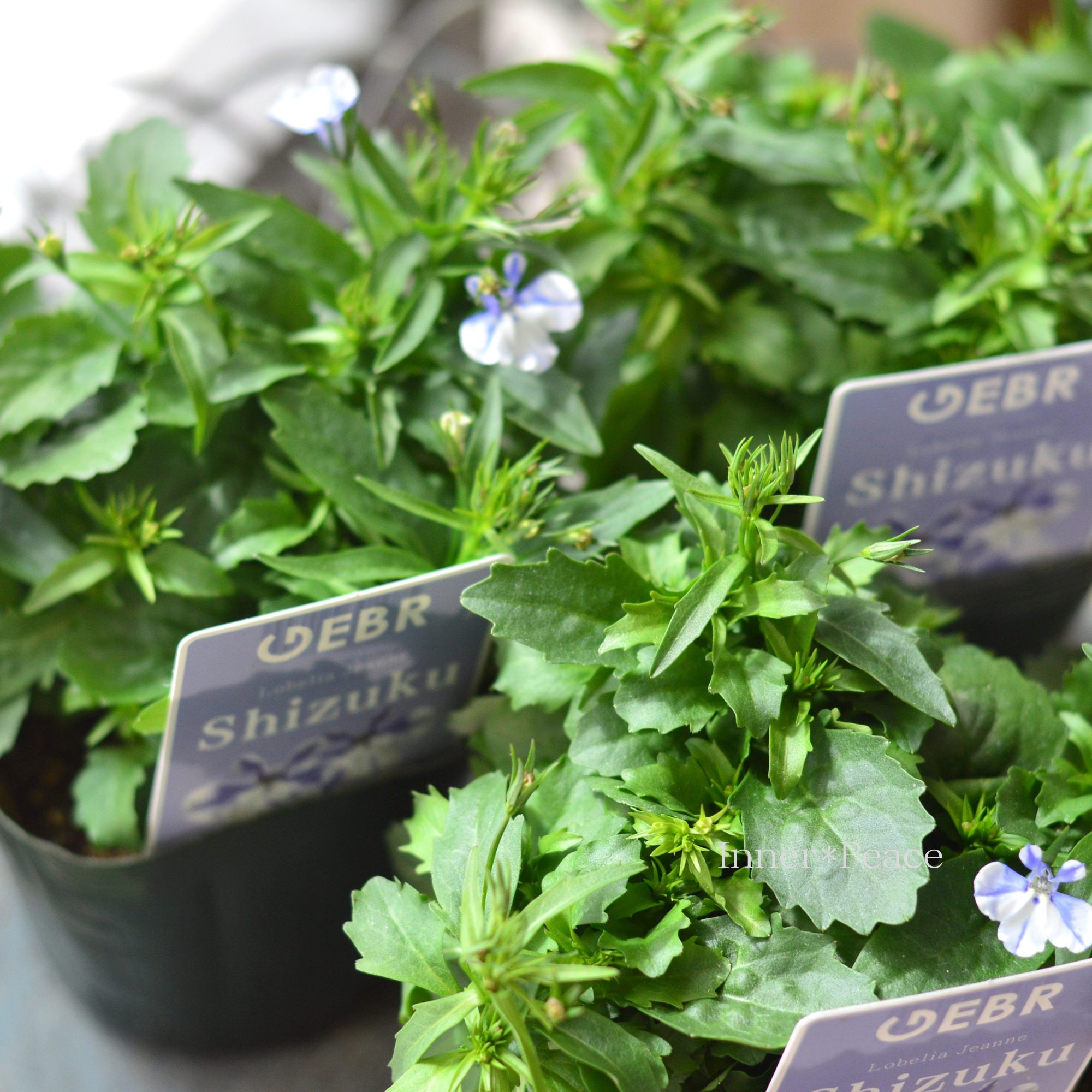 【ゲブラさん】 ロベリア 『シズク』 3.5寸POT