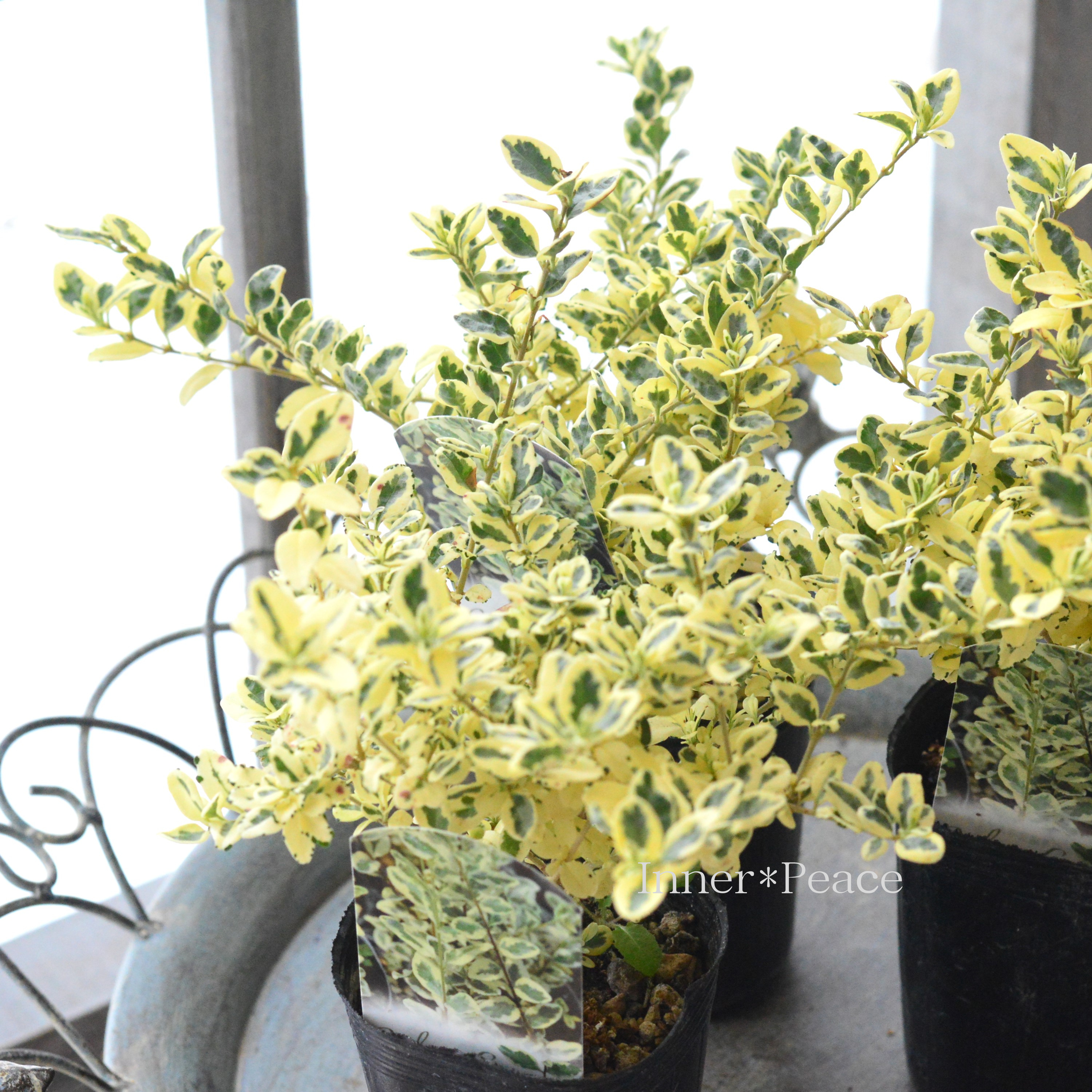 【斑入り】 プリペット 『カスタードリップル』 2.5寸POT