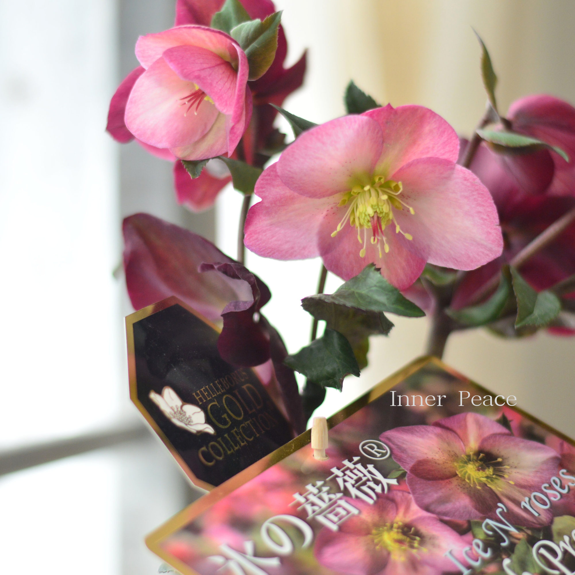 【童仙房さん】 クリスマスローズ 『氷の薔薇・ピンクプロミス』 4.5寸鉢