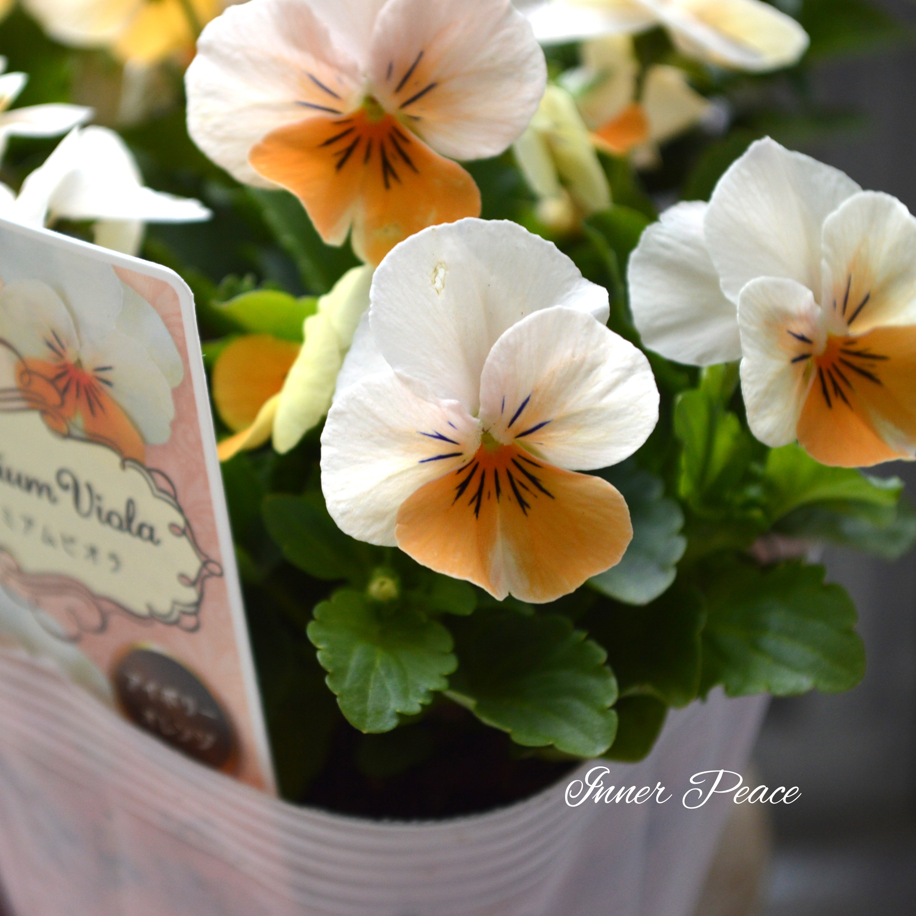 【かわいい】 ビオラ 『アイボリーオレンジ』 3.5寸POT