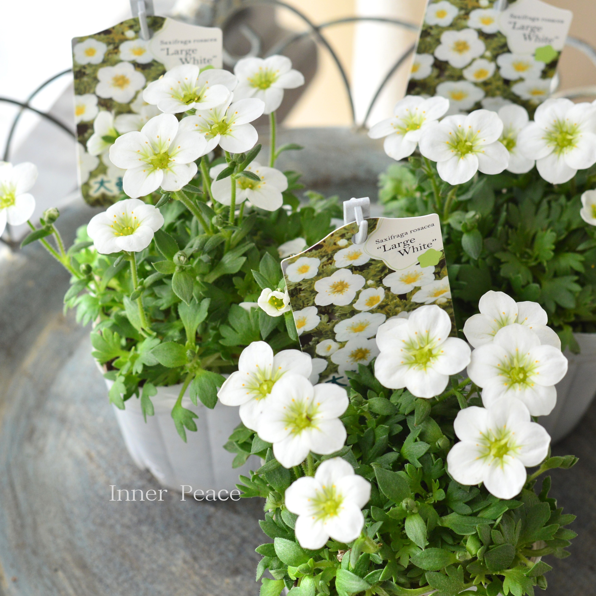 【寒さに強い】 クモマグサ(雲間草) 『ラージタイプ ホワイト』 3寸POT